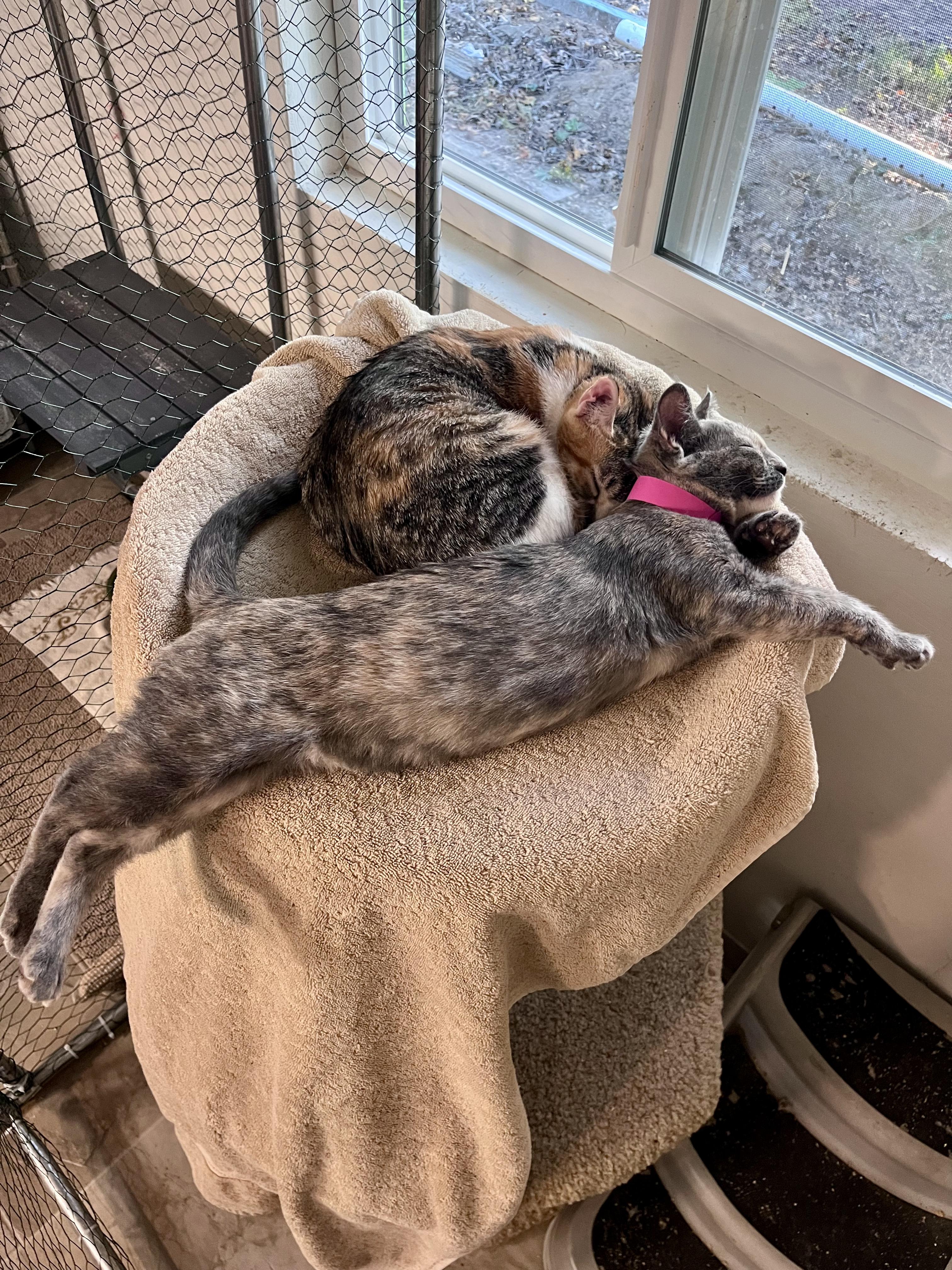 Enlarge Popcorn, a Adoptable Domestic Short Hair in Eugene, OR image 3/6