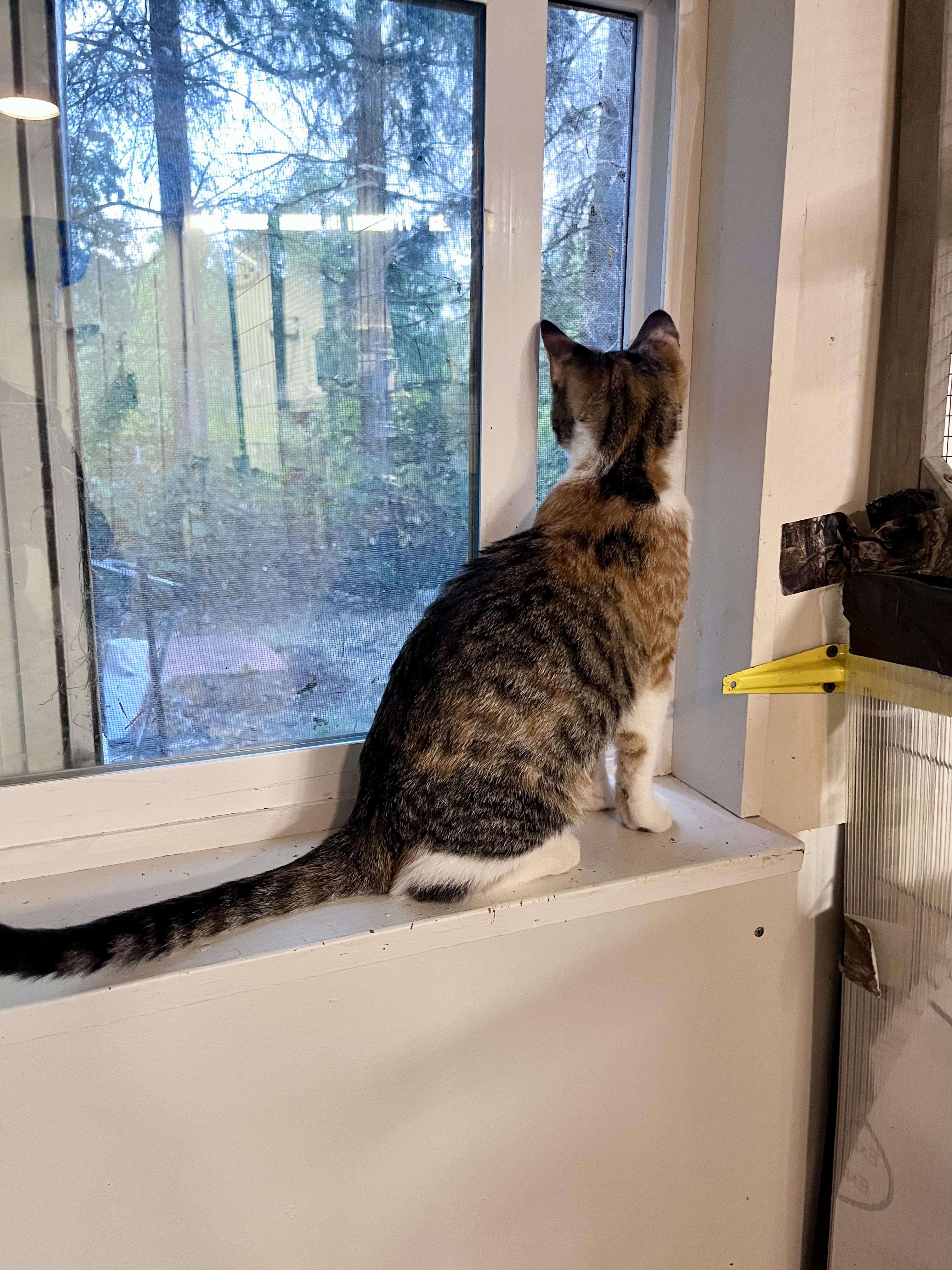 Enlarge Popcorn, a Adoptable Domestic Short Hair in Eugene, OR image 5/6