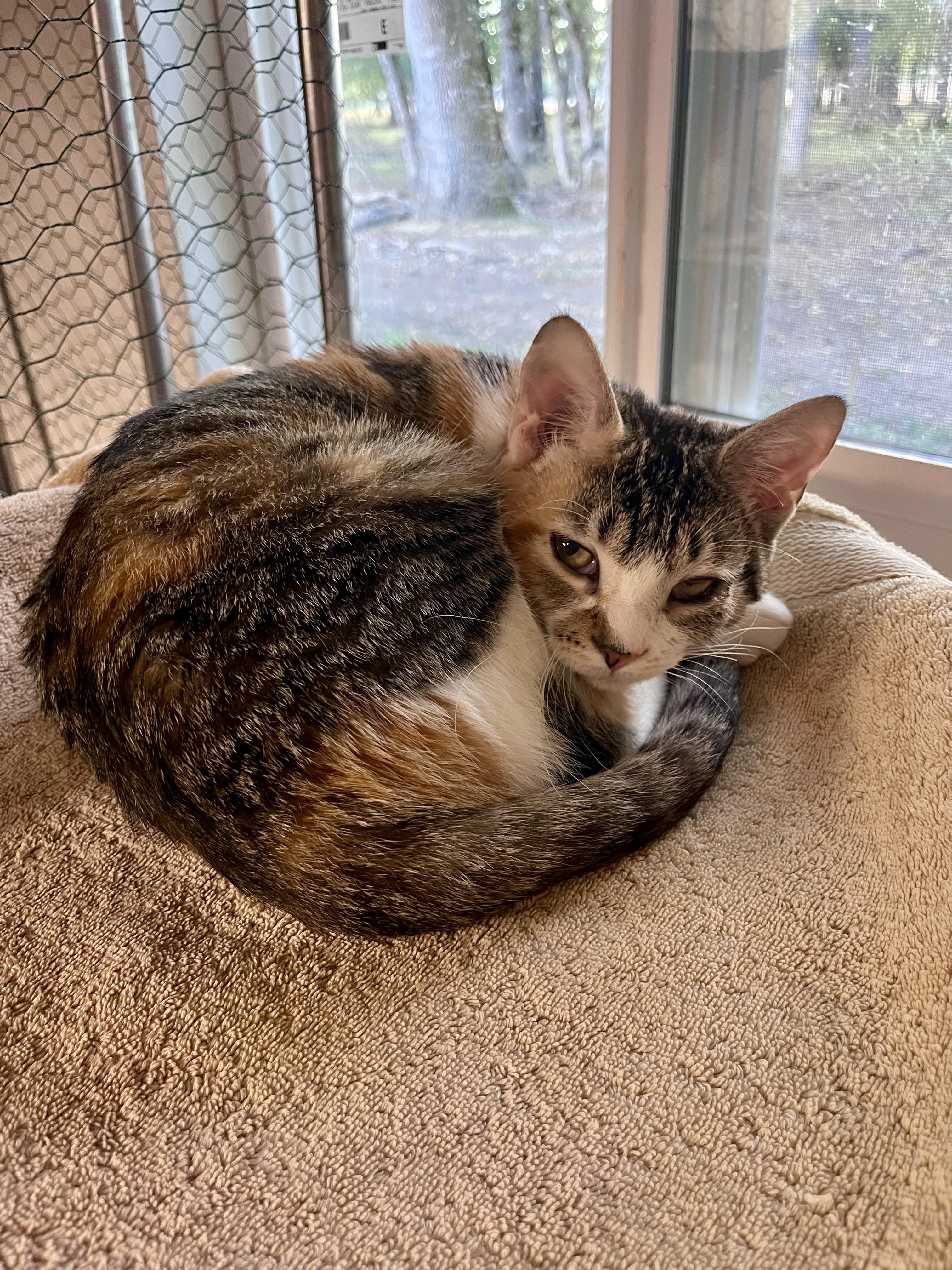 Enlarge Popcorn, a Adoptable Domestic Short Hair in Eugene, OR image 2/6