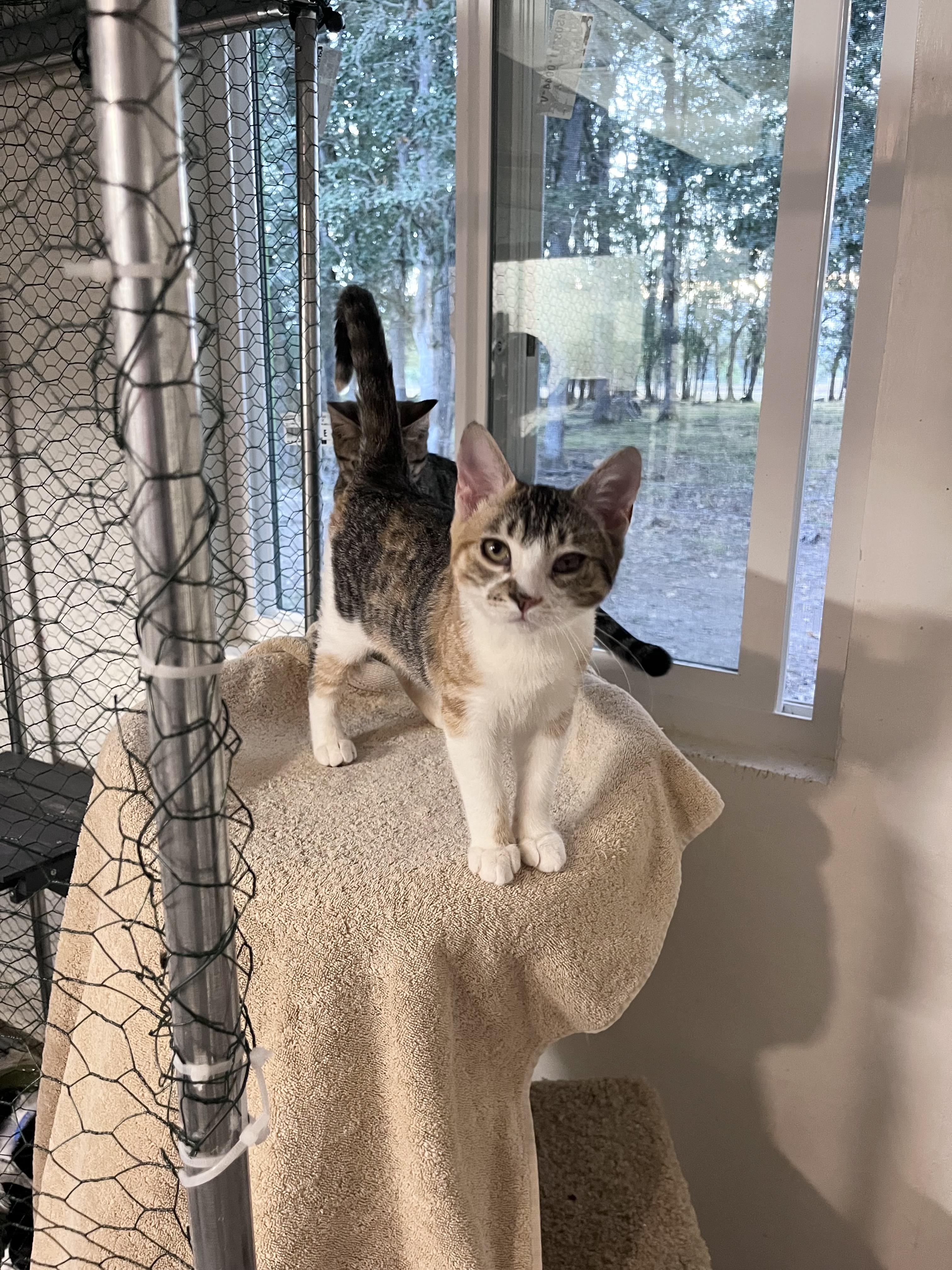 Enlarge Popcorn, a Adoptable Domestic Short Hair in Eugene, OR image 6/6