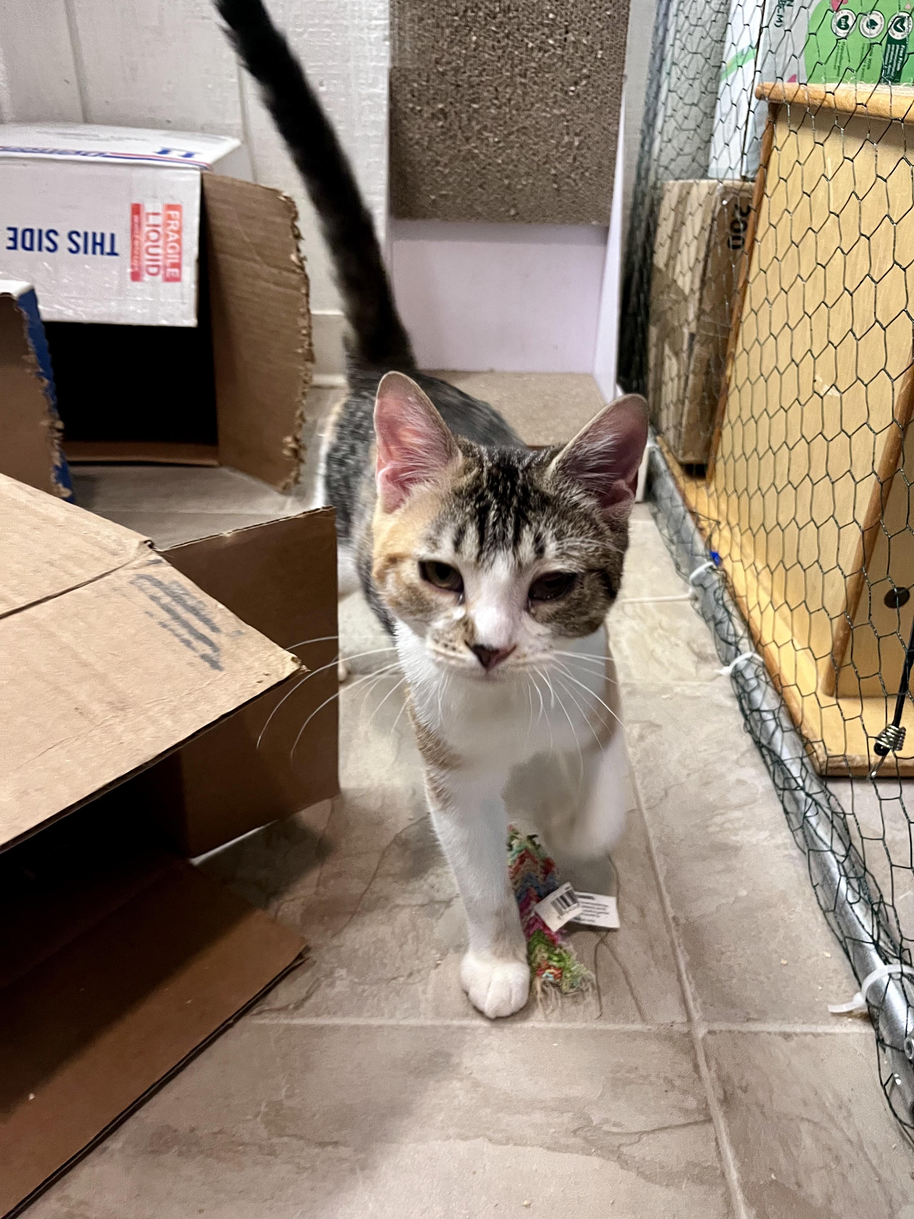 Enlarge Popcorn, a Adoptable Domestic Short Hair in Eugene, OR image 4/6