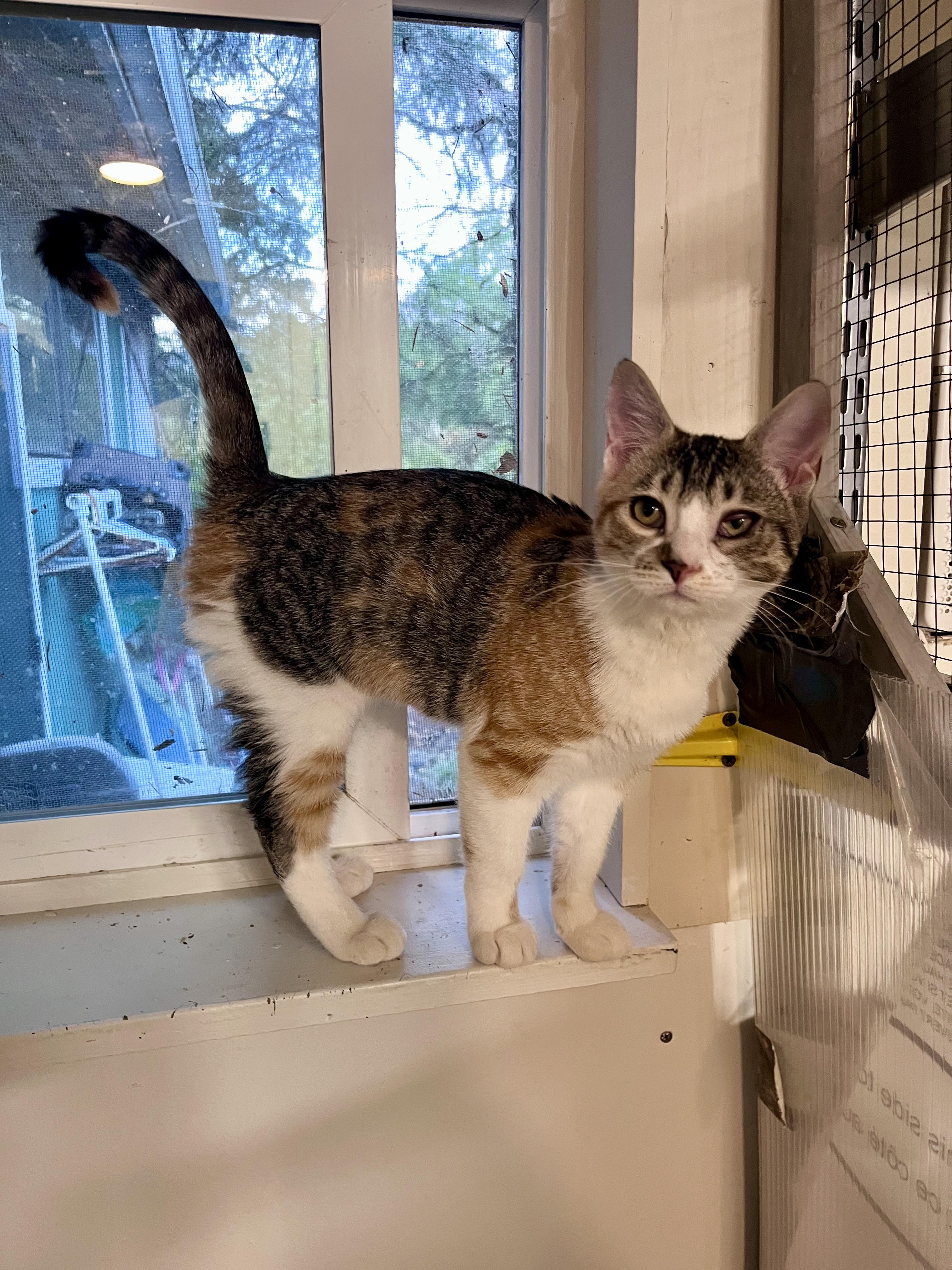 Popcorn, Adoptable, Kitten Female Domestic Short Hair.