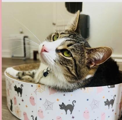 Bluebird (Pounce Cat Cafe), Adoptable, Adult Female Domestic Short Hair & Domestic Short Hair.