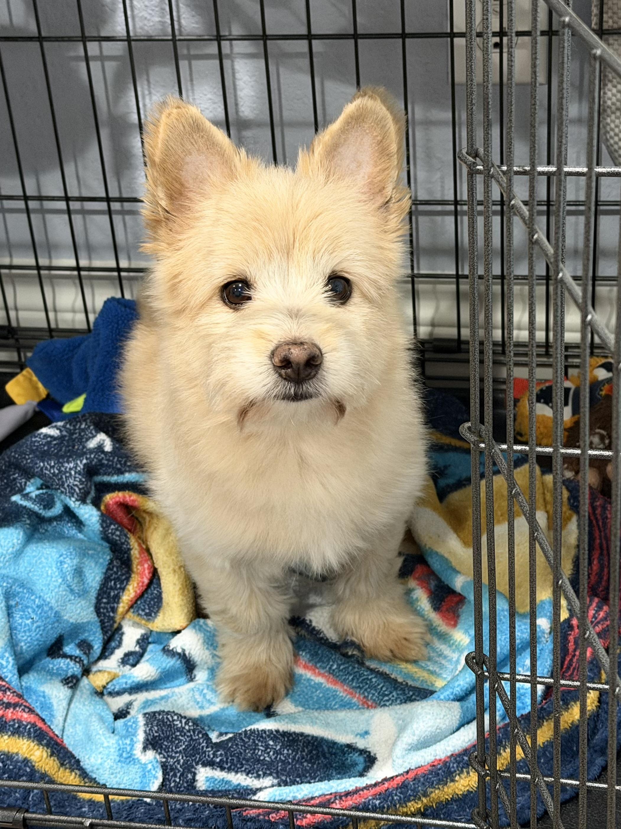 Enlarge Nemo, a Adopted mixed breed in Houston, TX image 1/6