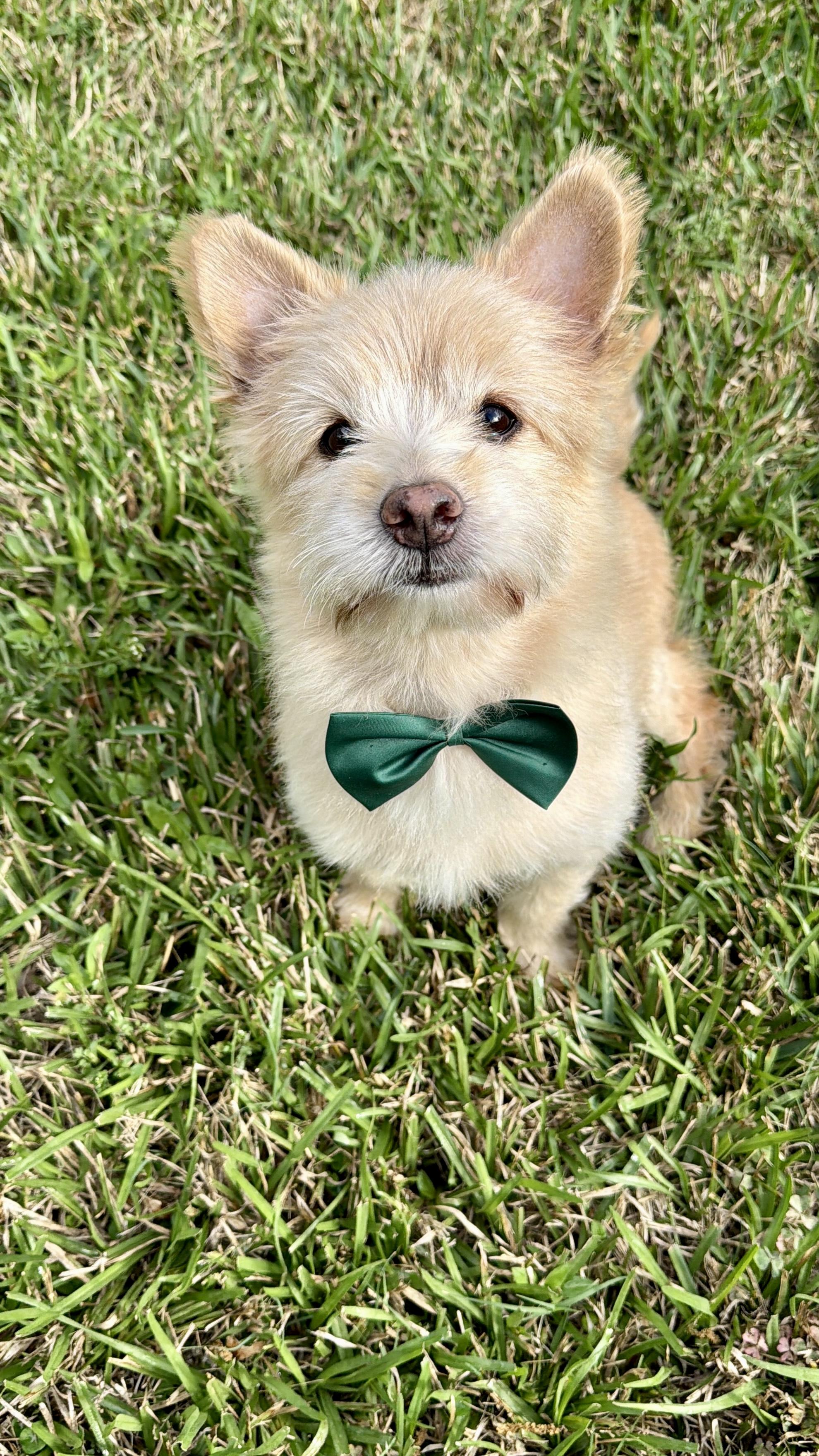 Enlarge Nemo, a Adopted mixed breed in Houston, TX image 2/6