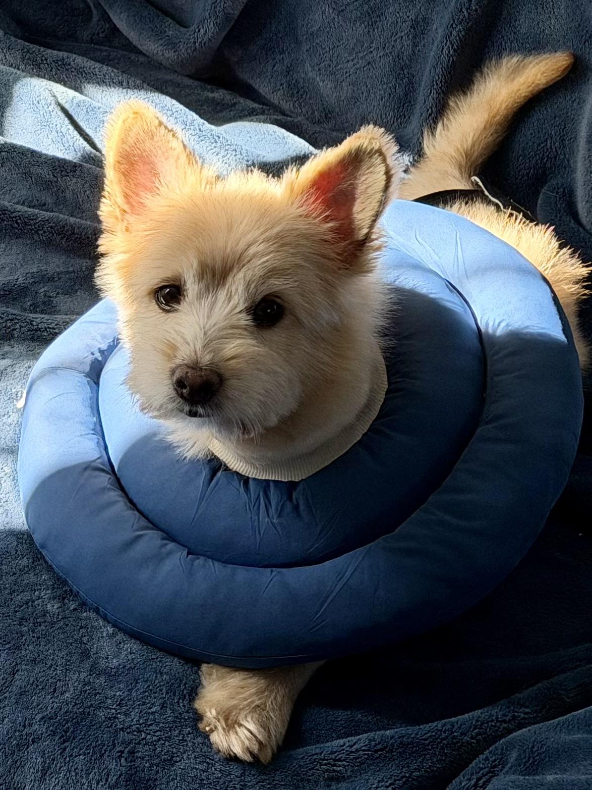 Nemo — thumbnail 3