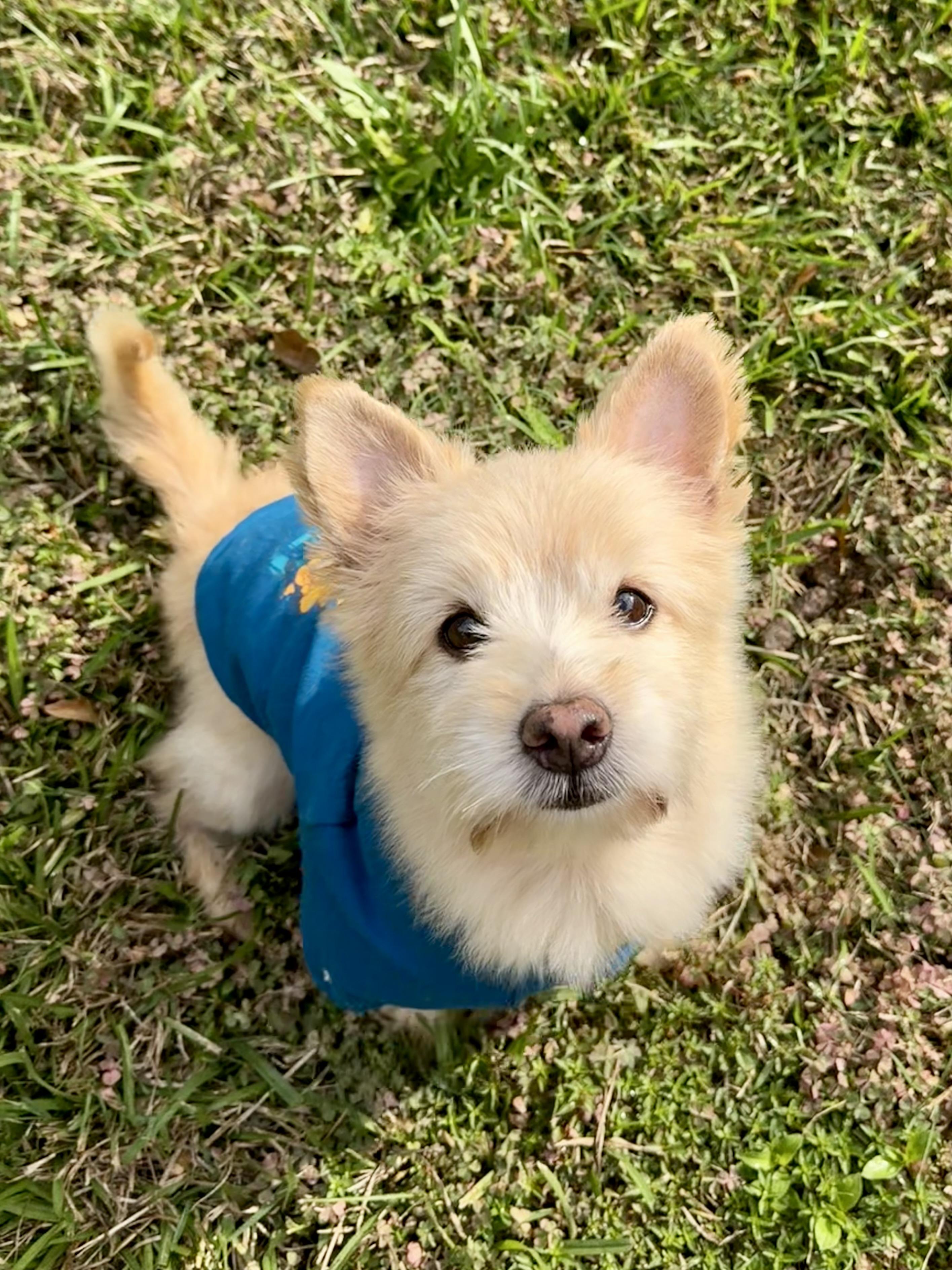 Enlarge Nemo, a Adopted mixed breed in Houston, TX image 4/6