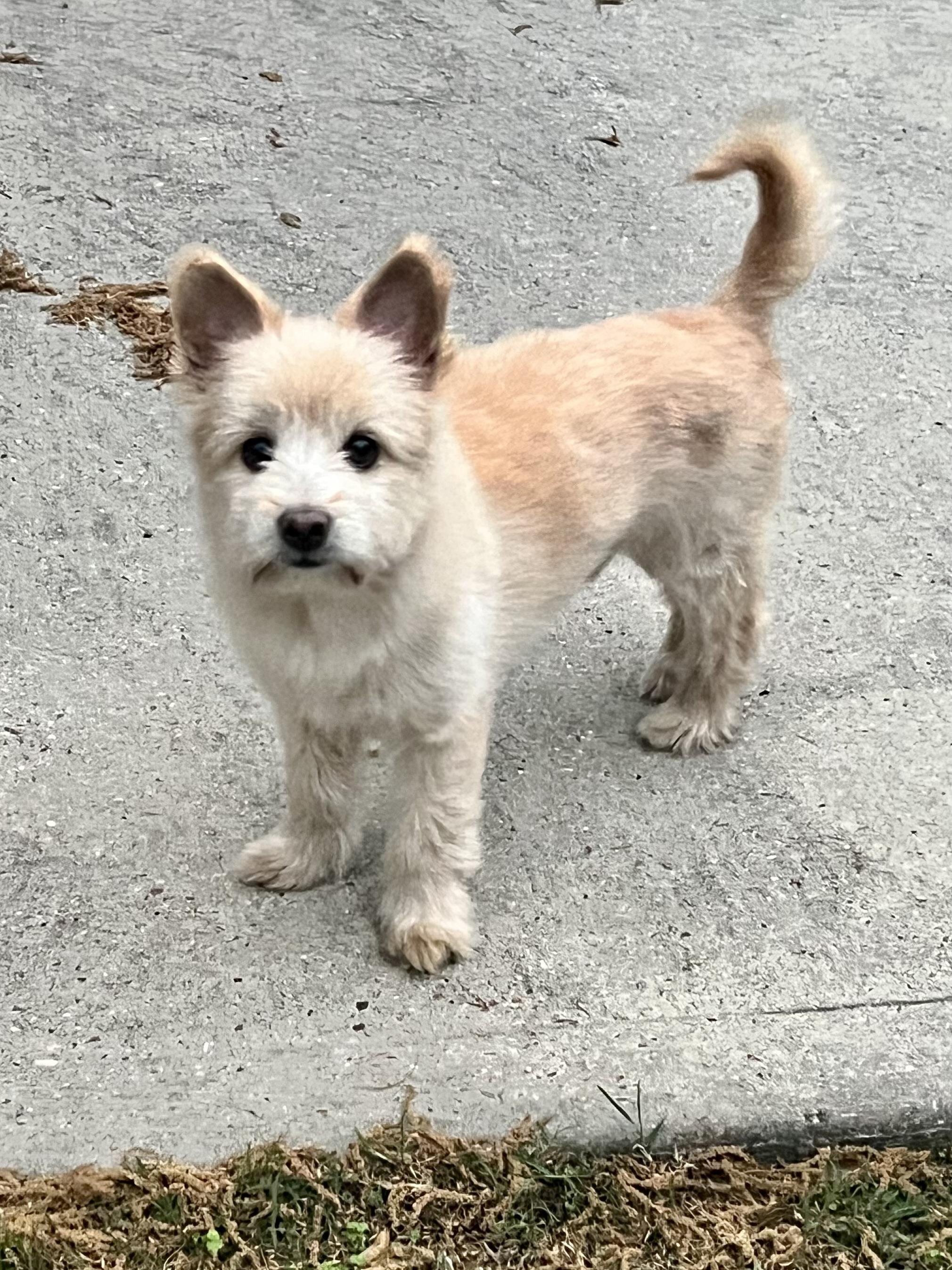 Enlarge Nemo, a Adopted mixed breed in Houston, TX image 5/6