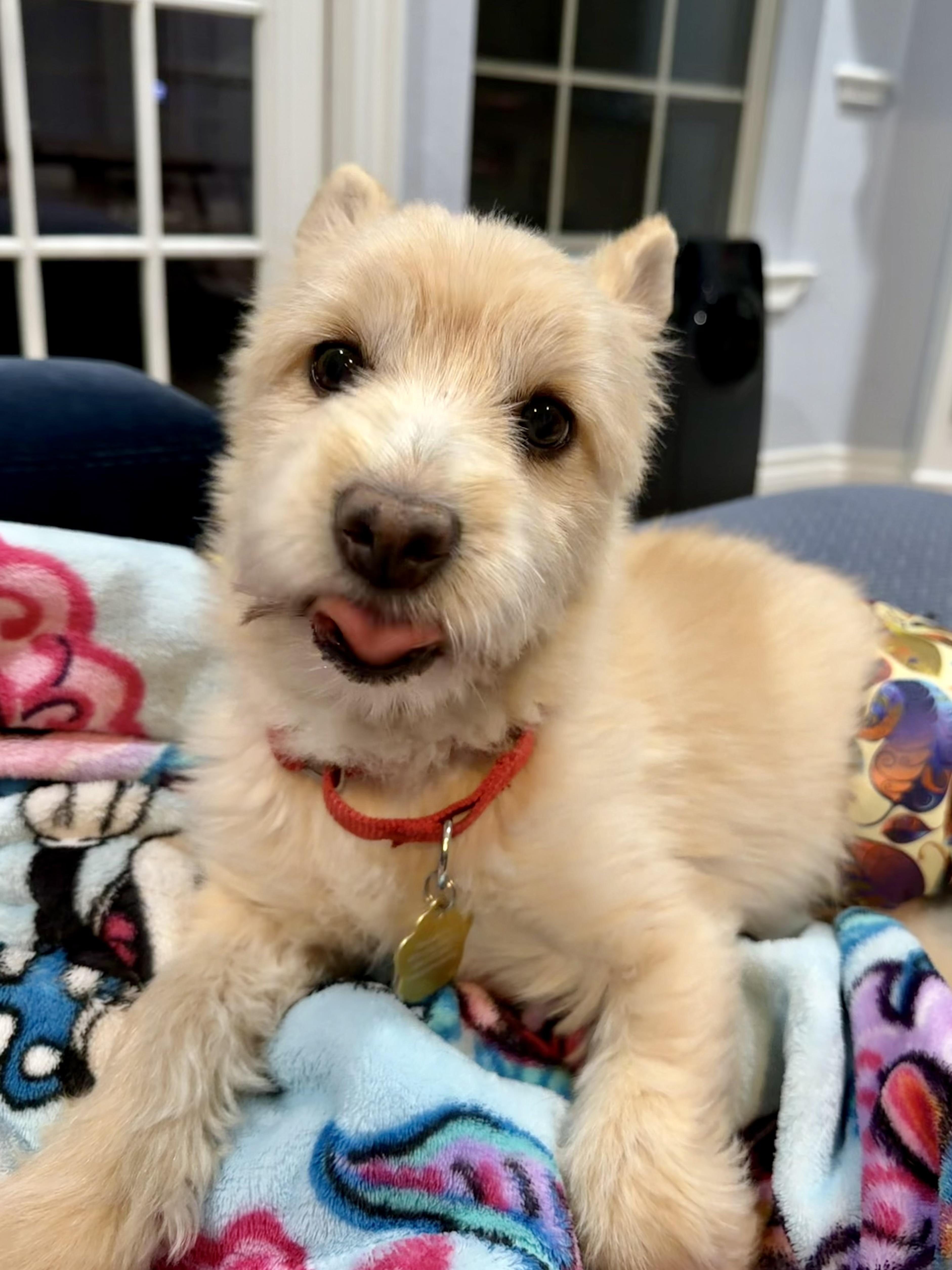 Enlarge Nemo, a Adopted mixed breed in Houston, TX image 6/6