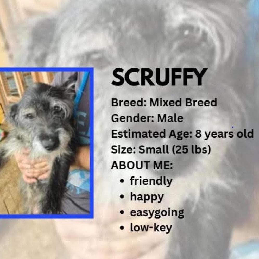 Rocket, Adoptable, Senior Male Schnauzer & Terrier.