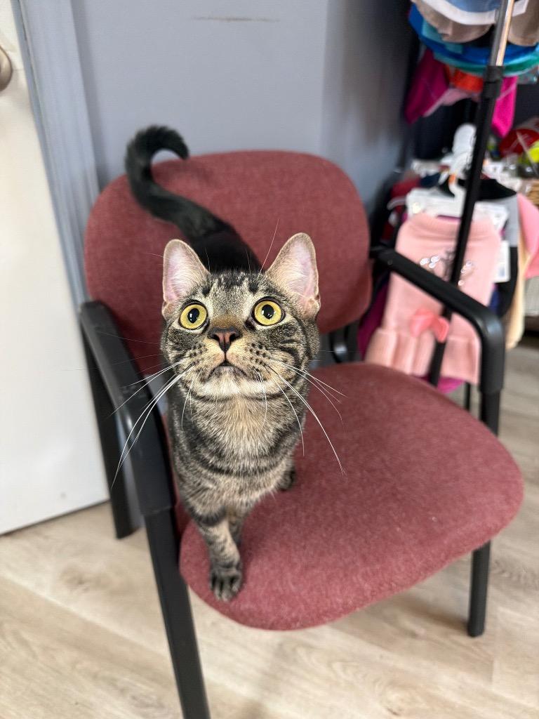 Colby Jack, Adoptable, Young Male Domestic Short Hair.