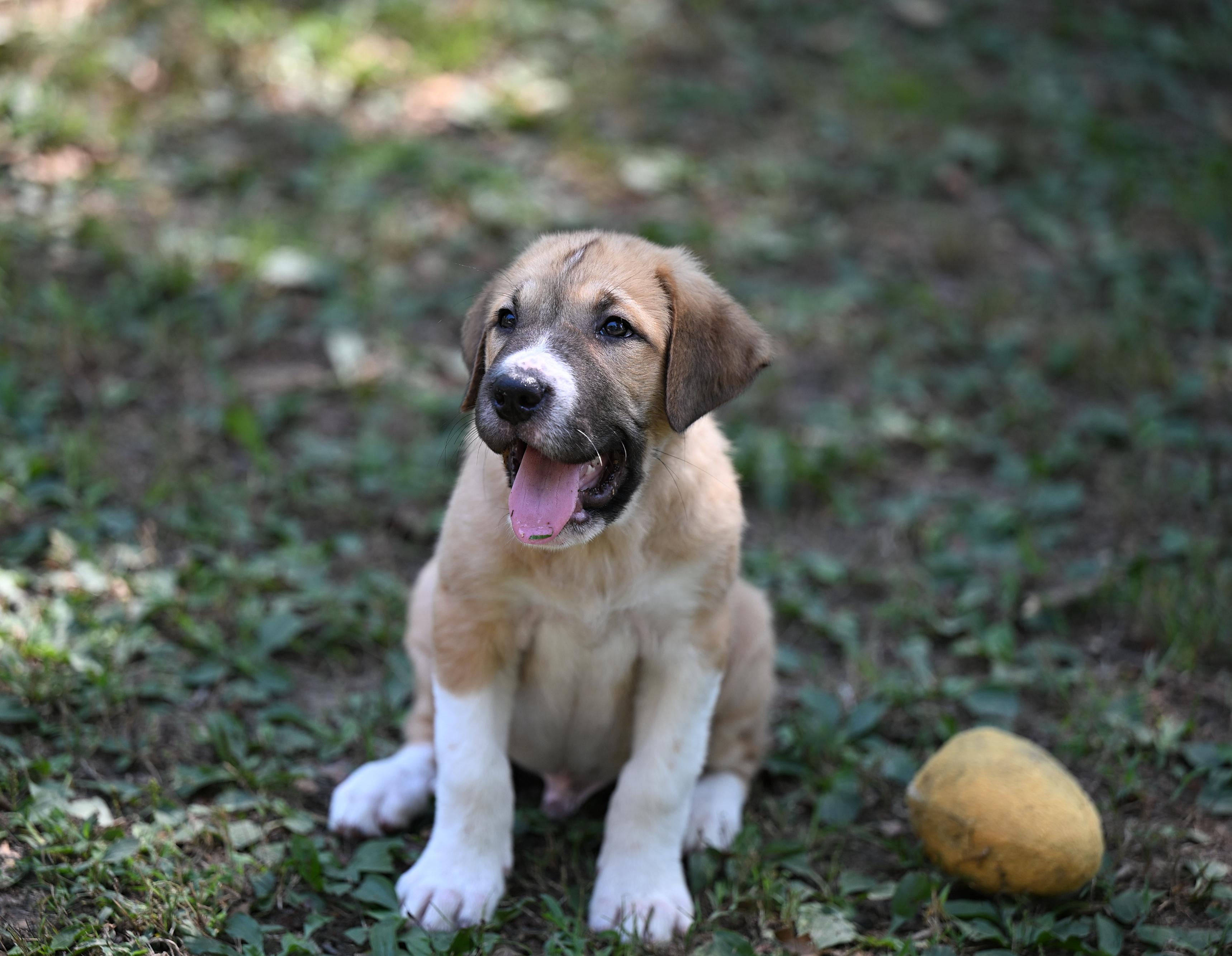 Enlarge Calvin, a Adopted mixed breed in Westford, MA image 3/4