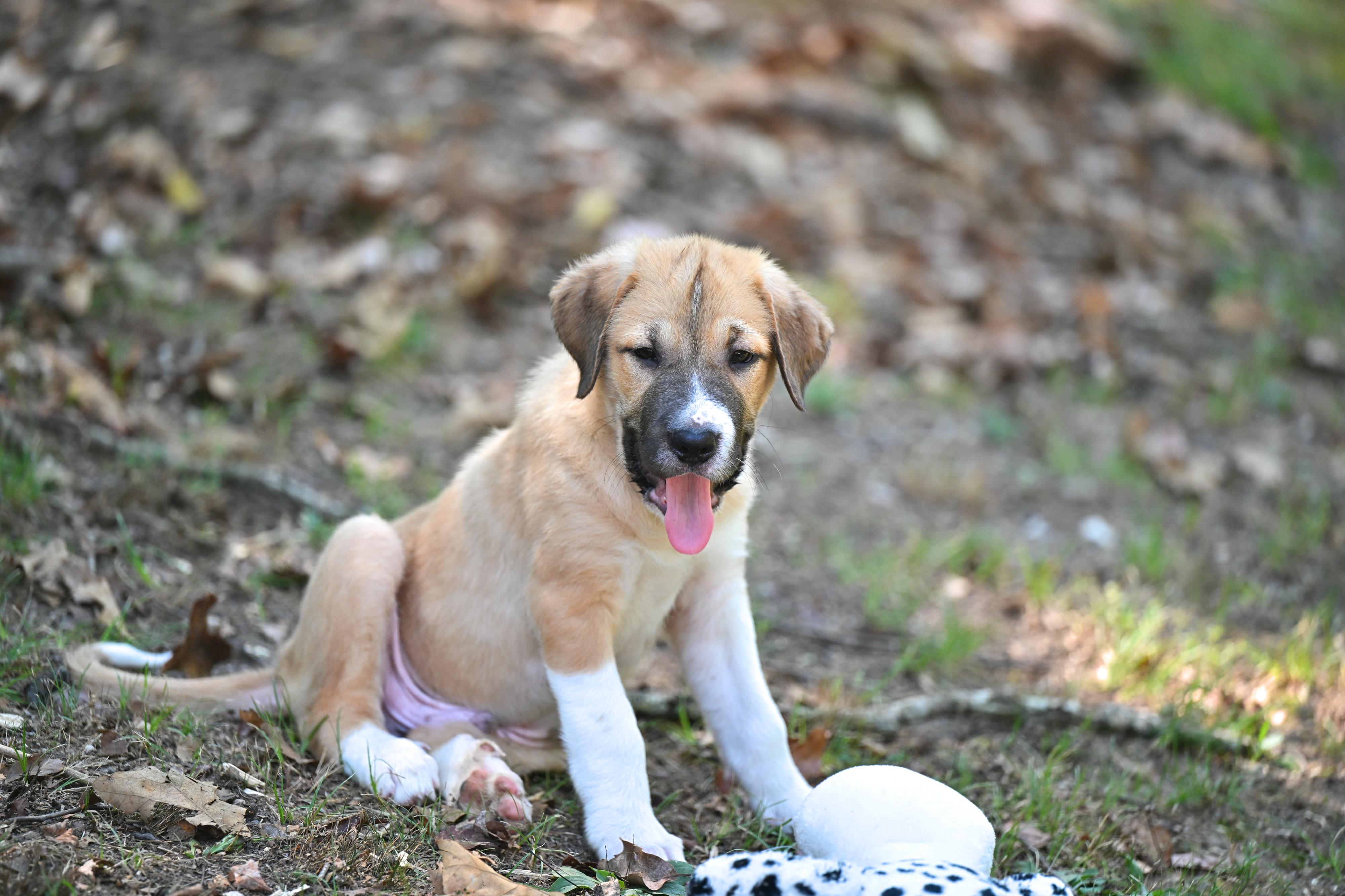 Enlarge Calvin, a Adopted mixed breed in Westford, MA image 2/4