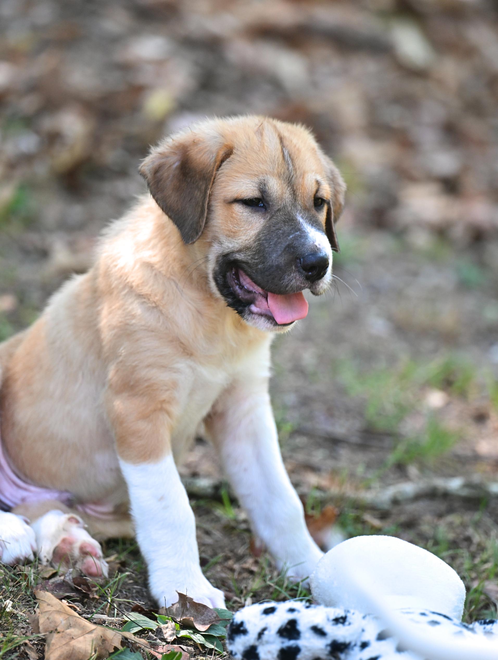 Enlarge Calvin, a Adopted mixed breed in Westford, MA image 4/4