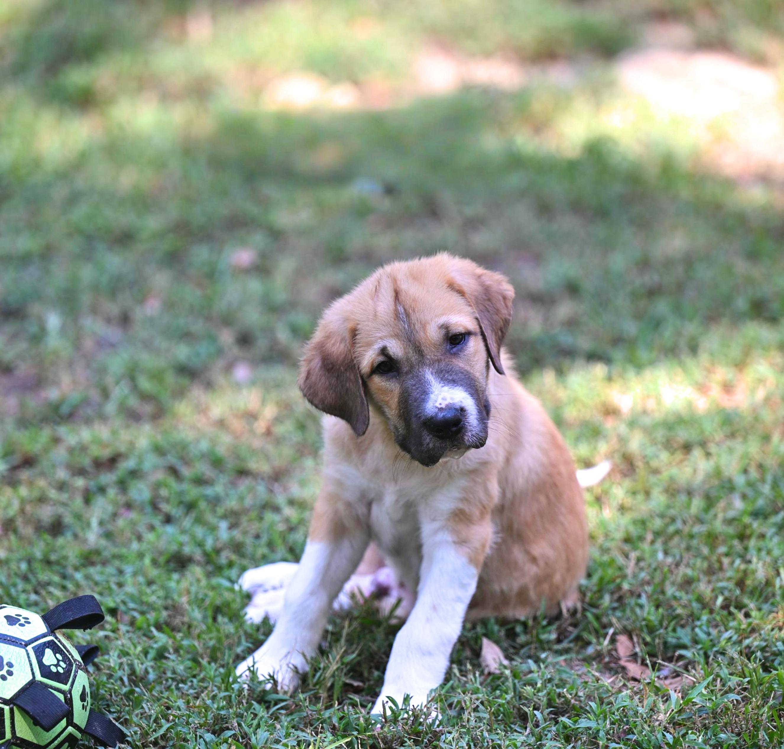 Calvin, Adopted, Puppy Male Great Pyrenees & Australian Shepherd.