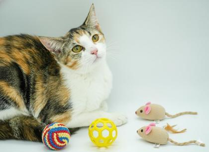 Patches, Adoptable, Young Female Domestic Short Hair & Domestic Short Hair.