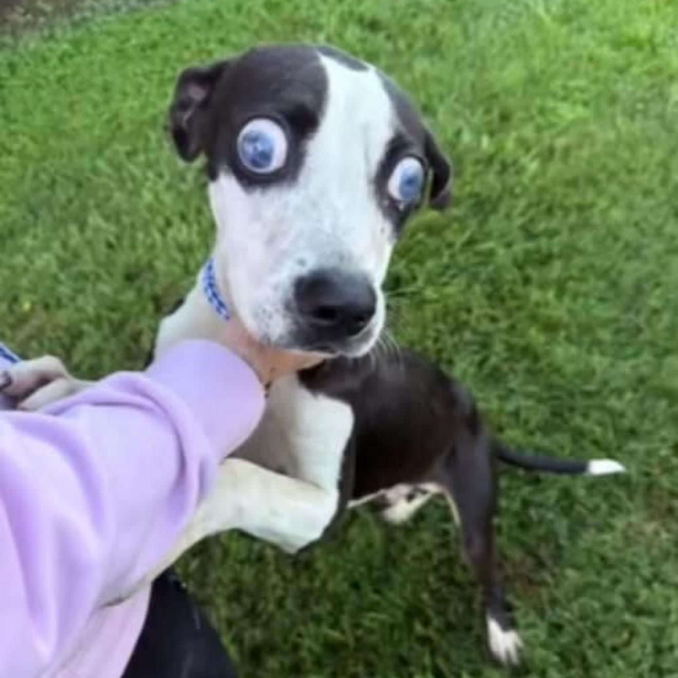 Enlarge Blinker, a Adoptable Pit Bull Terrier in New Orleans, LA image 5/6