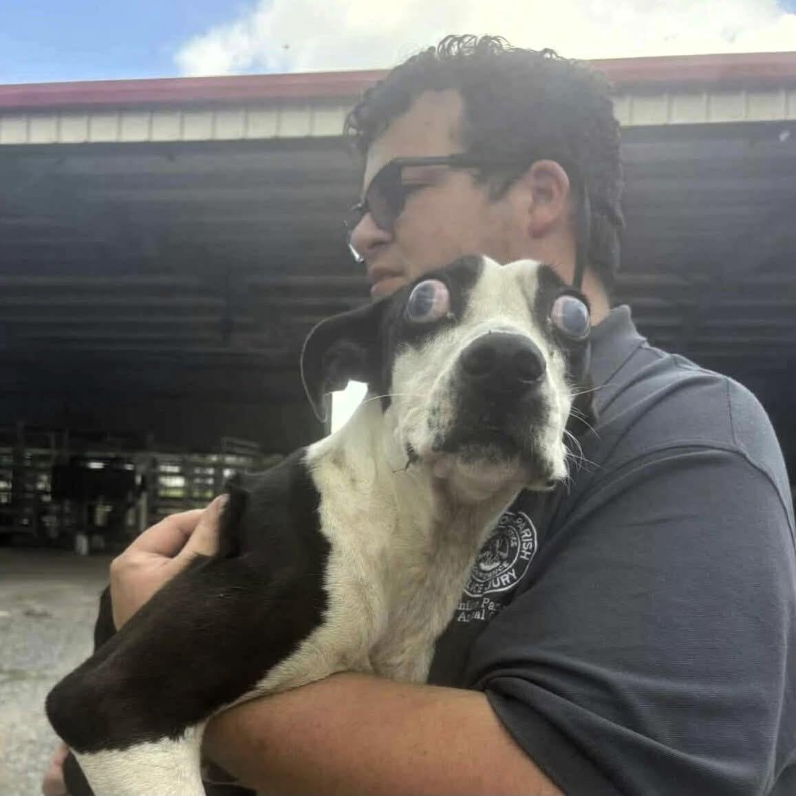 Enlarge Blinker, a Adoptable Pit Bull Terrier in New Orleans, LA image 6/6