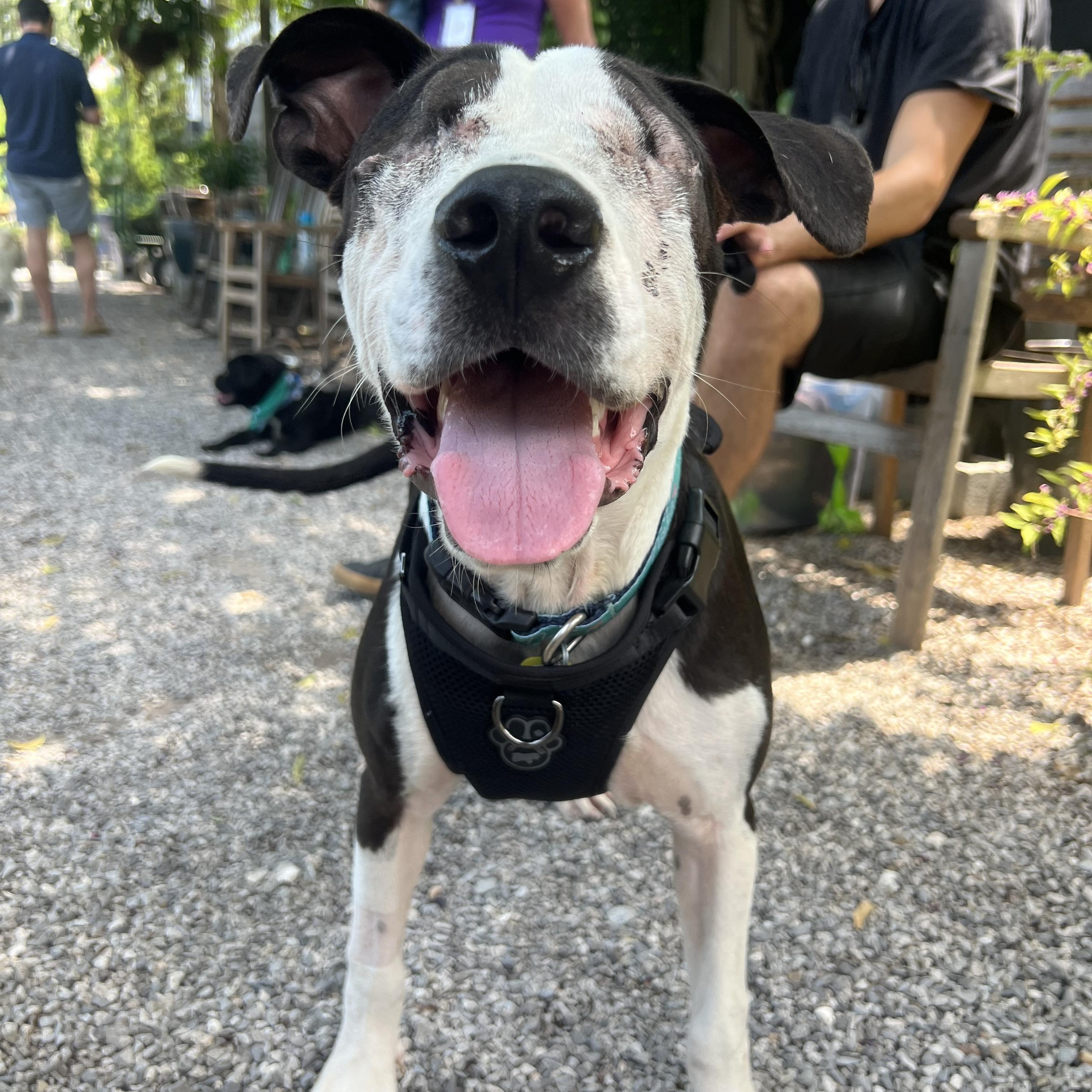 Enlarge Blinker, a Adoptable Pit Bull Terrier in New Orleans, LA image 2/6