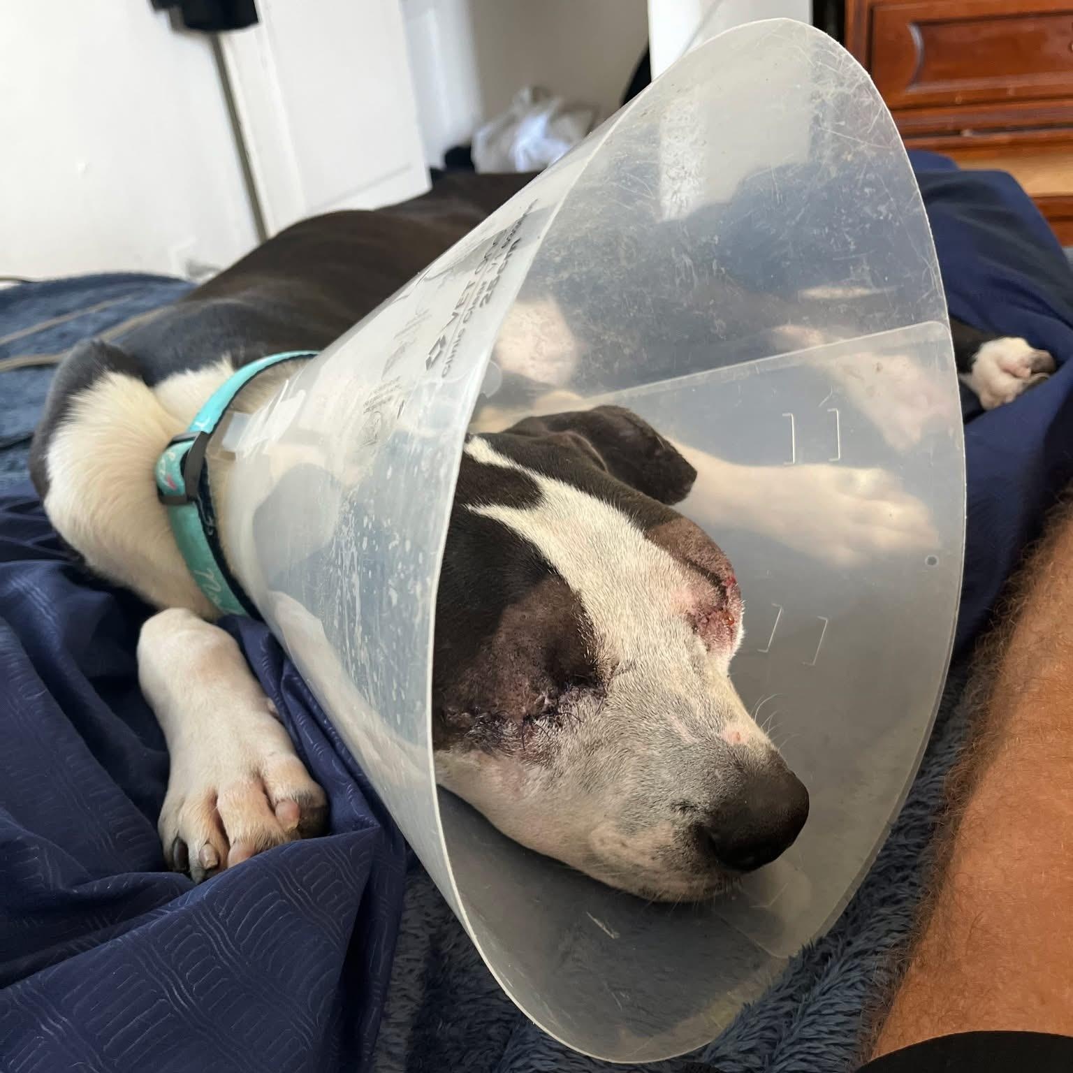 Blinker, Adoptable, Adult Male Pit Bull Terrier.