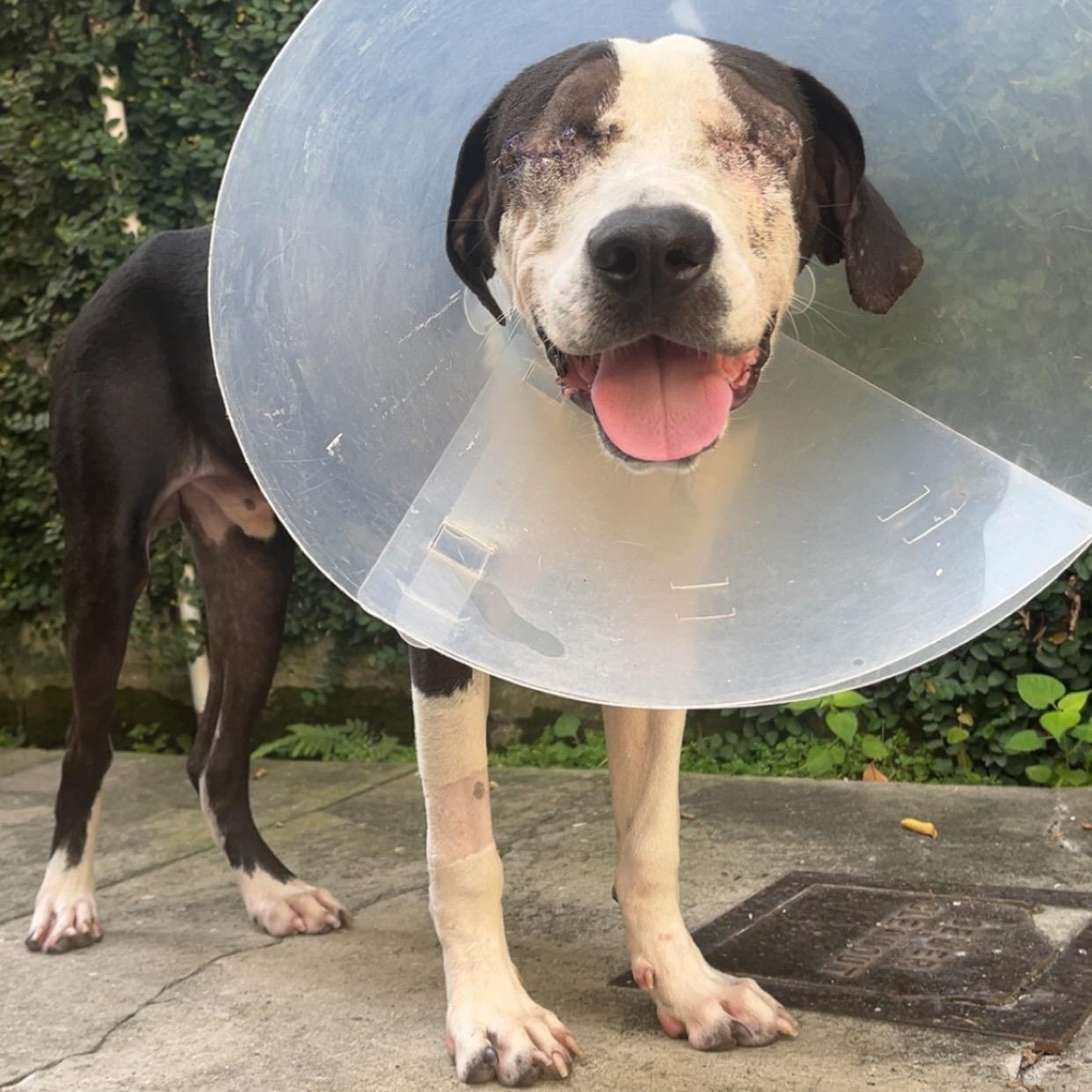 Enlarge Blinker, a Adoptable Pit Bull Terrier in New Orleans, LA image 1/6