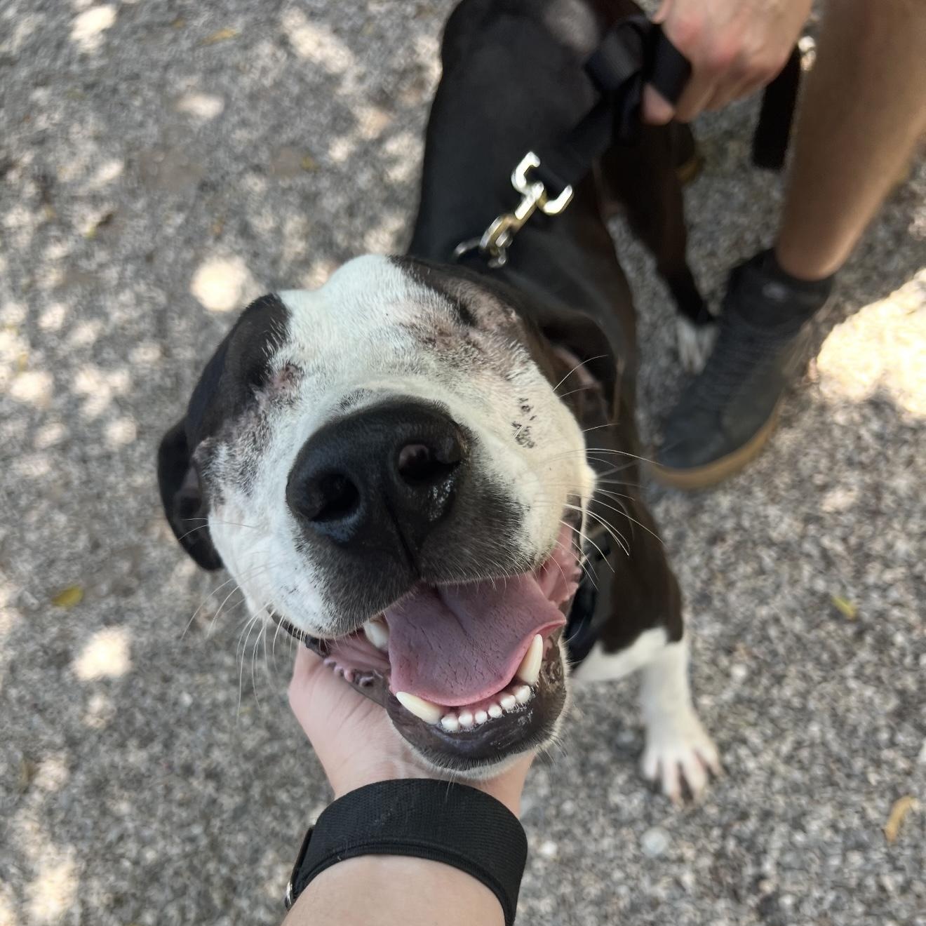Enlarge Blinker, a Adoptable Pit Bull Terrier in New Orleans, LA image 4/6