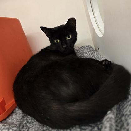 Becka, Adoptable, Young Female Domestic Short Hair.