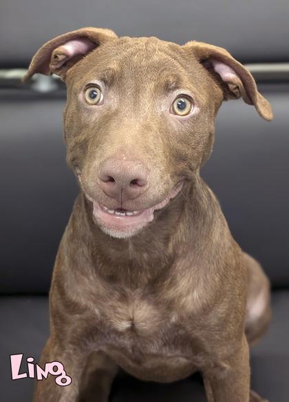 Enlarge Ling (in foster), a Adoptable mixed breed in Mason, MI image 1/2