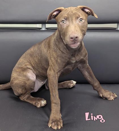 Enlarge Ling (in foster), a Adoptable mixed breed in Mason, MI image 2/2