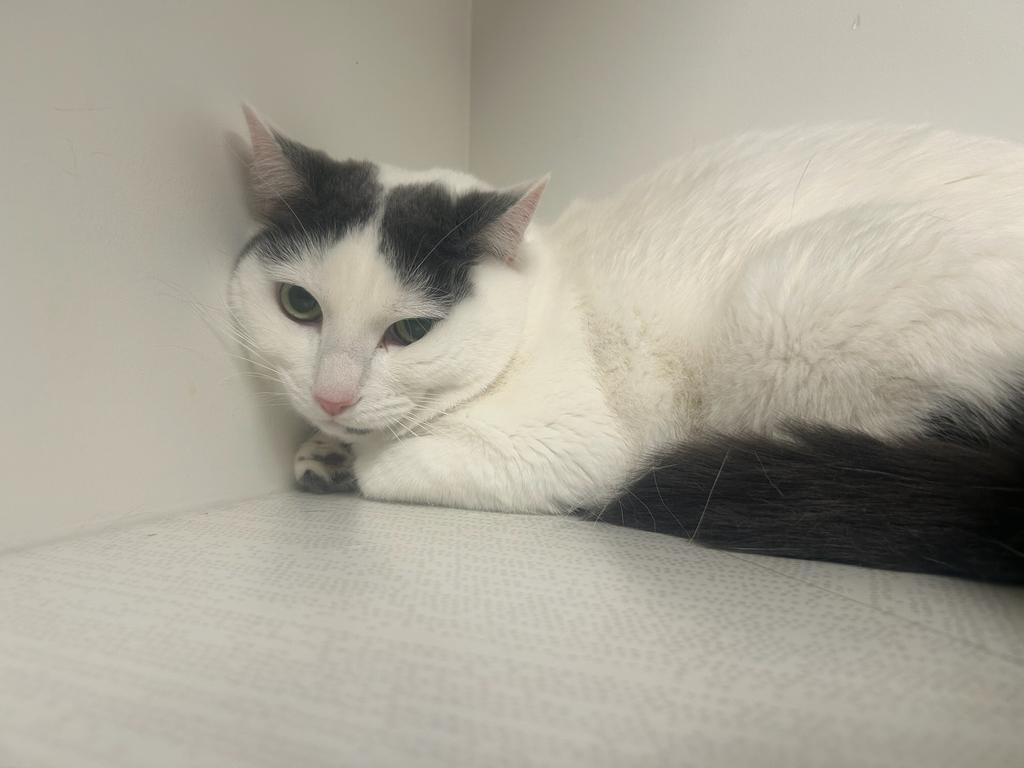 Rue, a Adoptable mixed breed in Greenfield, IN image 1/4