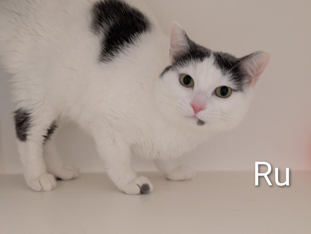 Rue, a Adoptable mixed breed in Greenfield, IN image 2/4