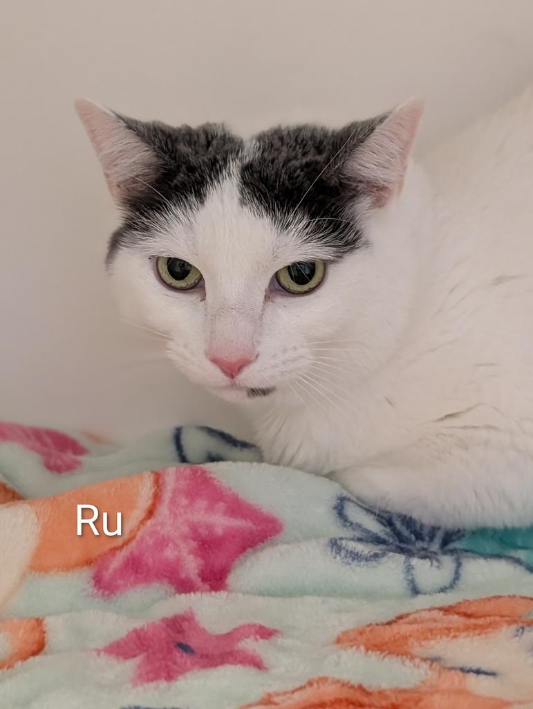 Rue, a Adoptable mixed breed in Greenfield, IN image 3/4