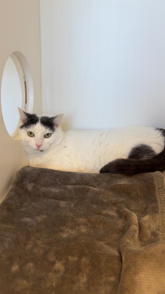 Enlarge Rue, a Adoptable mixed breed in Greenfield, IN image 4/5