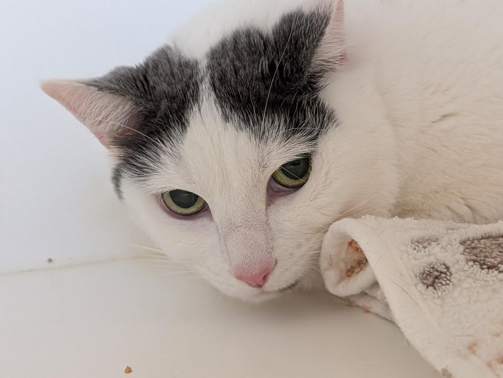 Rue, a Adoptable mixed breed in Greenfield, IN image 4/4