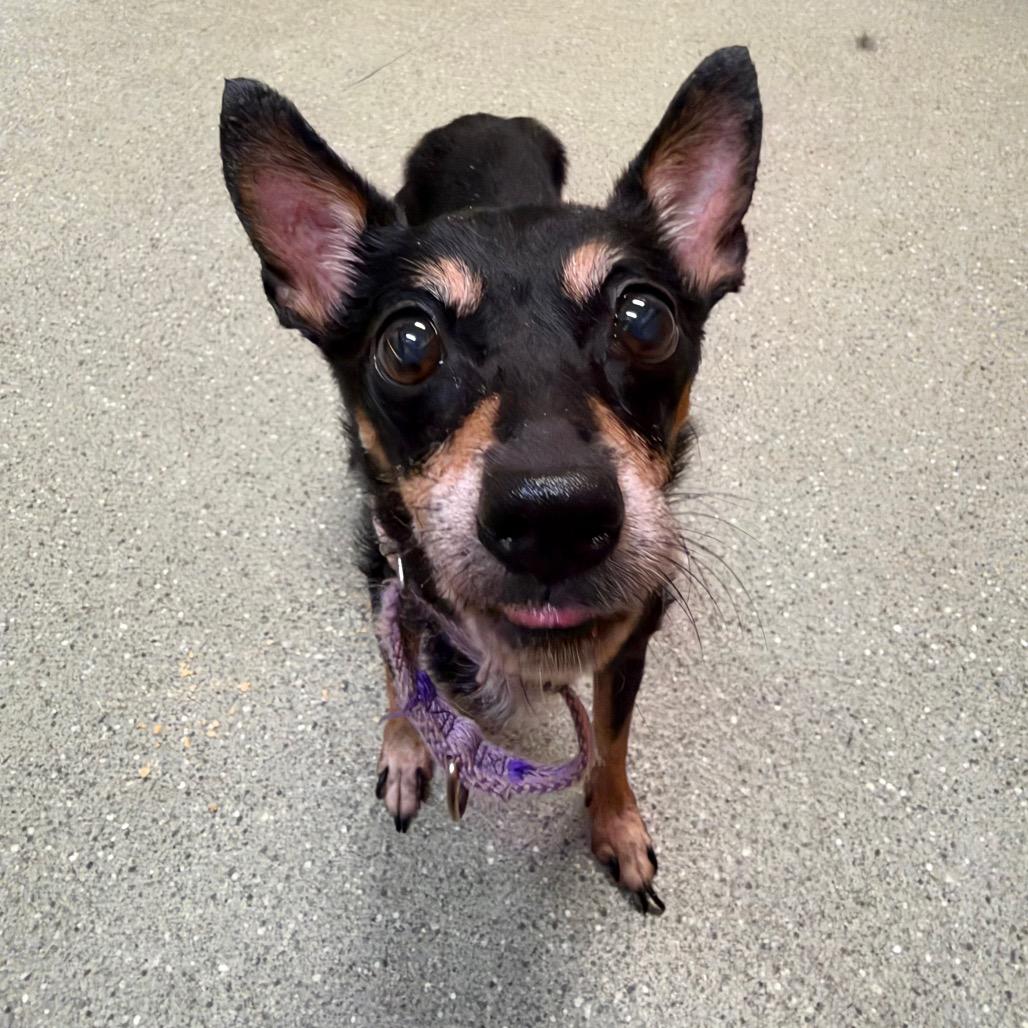Enlarge Duchess, a Adoptable mixed breed in Newark, DE image 3/4