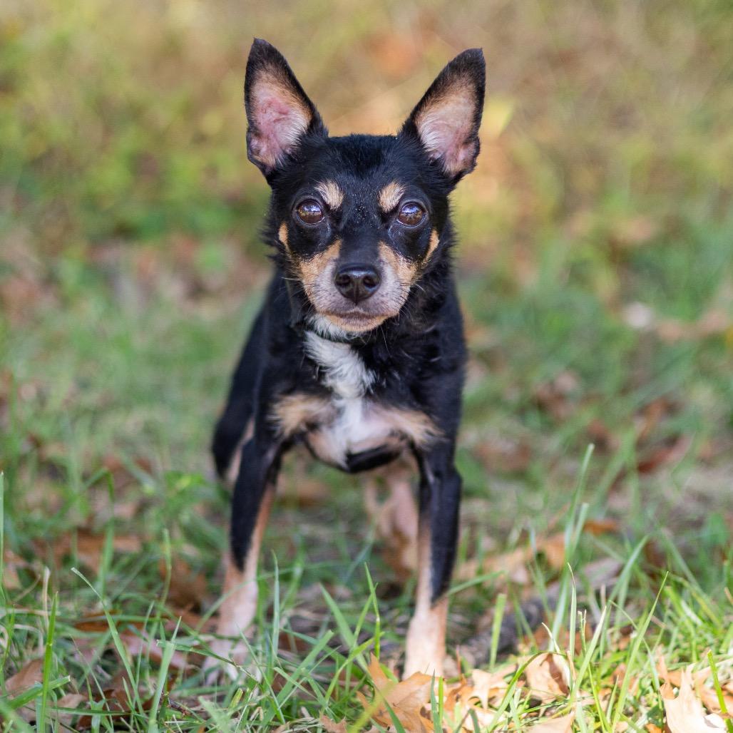 Enlarge Duchess, a Adoptable mixed breed in Newark, DE image 4/4
