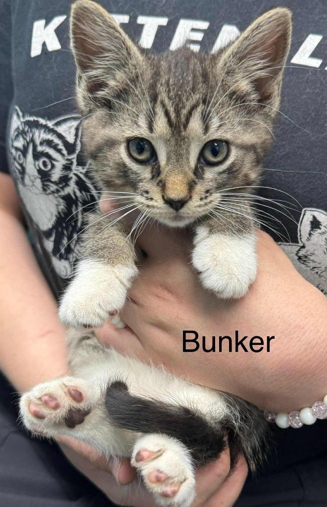 Minnie, Adoptable, Kitten Female Domestic Short Hair.