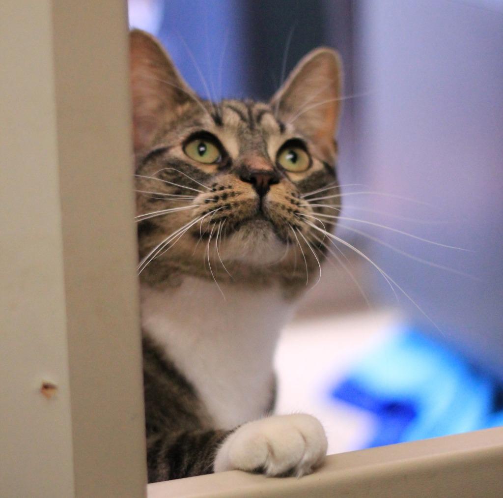 Enlarge Minnie, a Adoptable mixed breed in Utica, MI image 2/4