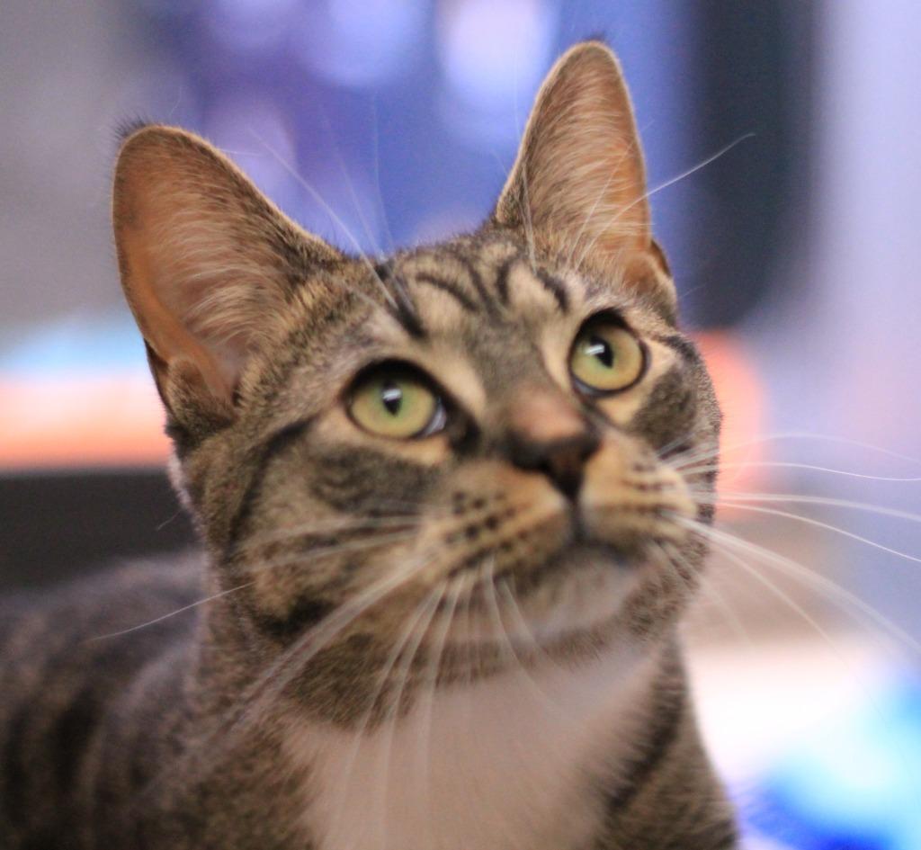 Enlarge Minnie, a Adoptable mixed breed in Utica, MI image 3/4