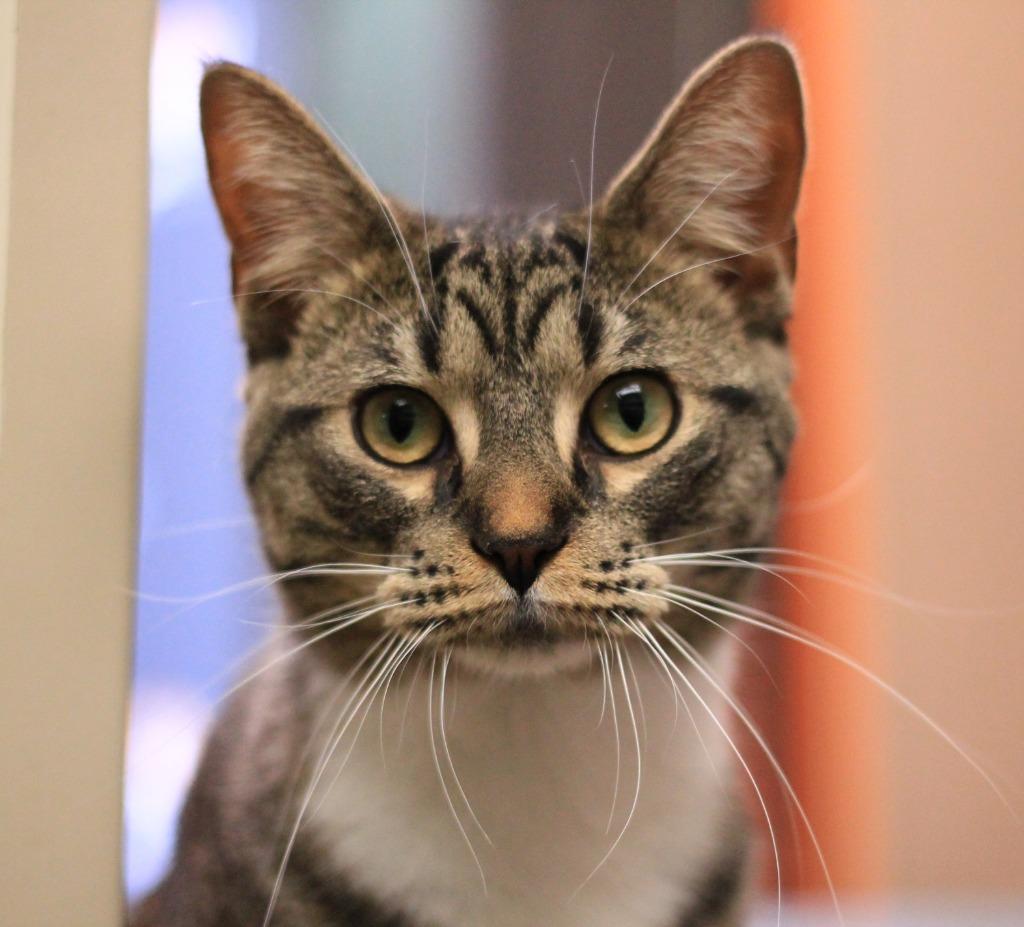 Enlarge Minnie, a Adoptable mixed breed in Utica, MI image 4/4