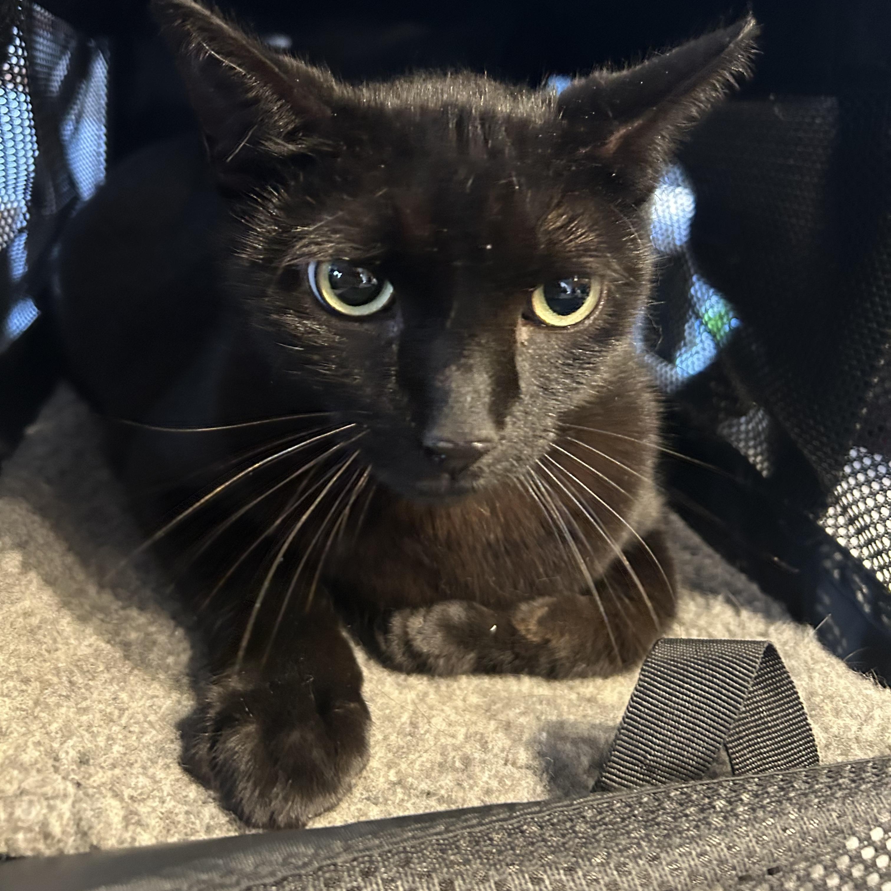 Enlarge ARCHIE, an adopted Bombay in Staten Island, NY image 2/3