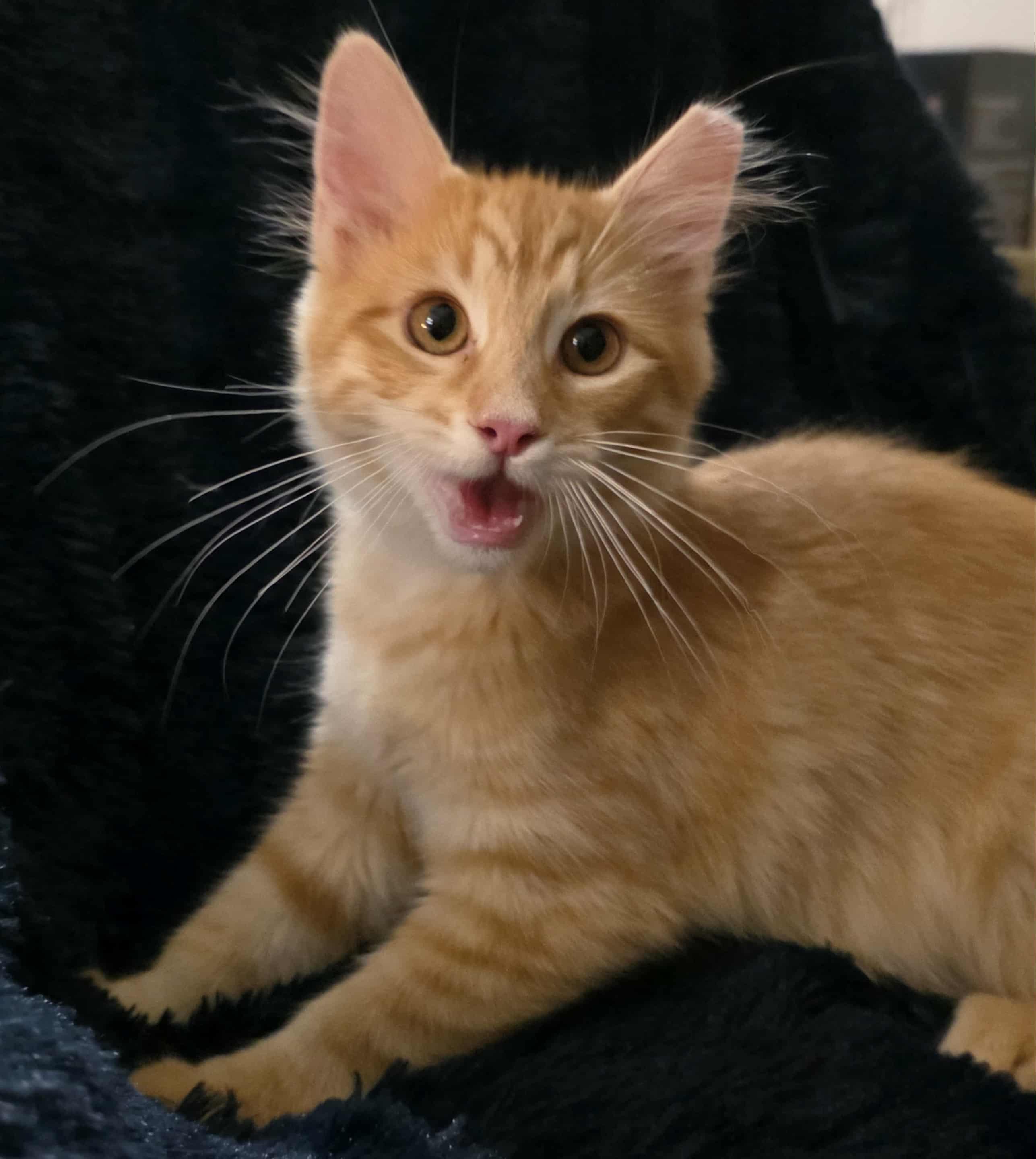 Enlarge Kapow, a Adopted mixed breed in Brentwood, CA image 5/6