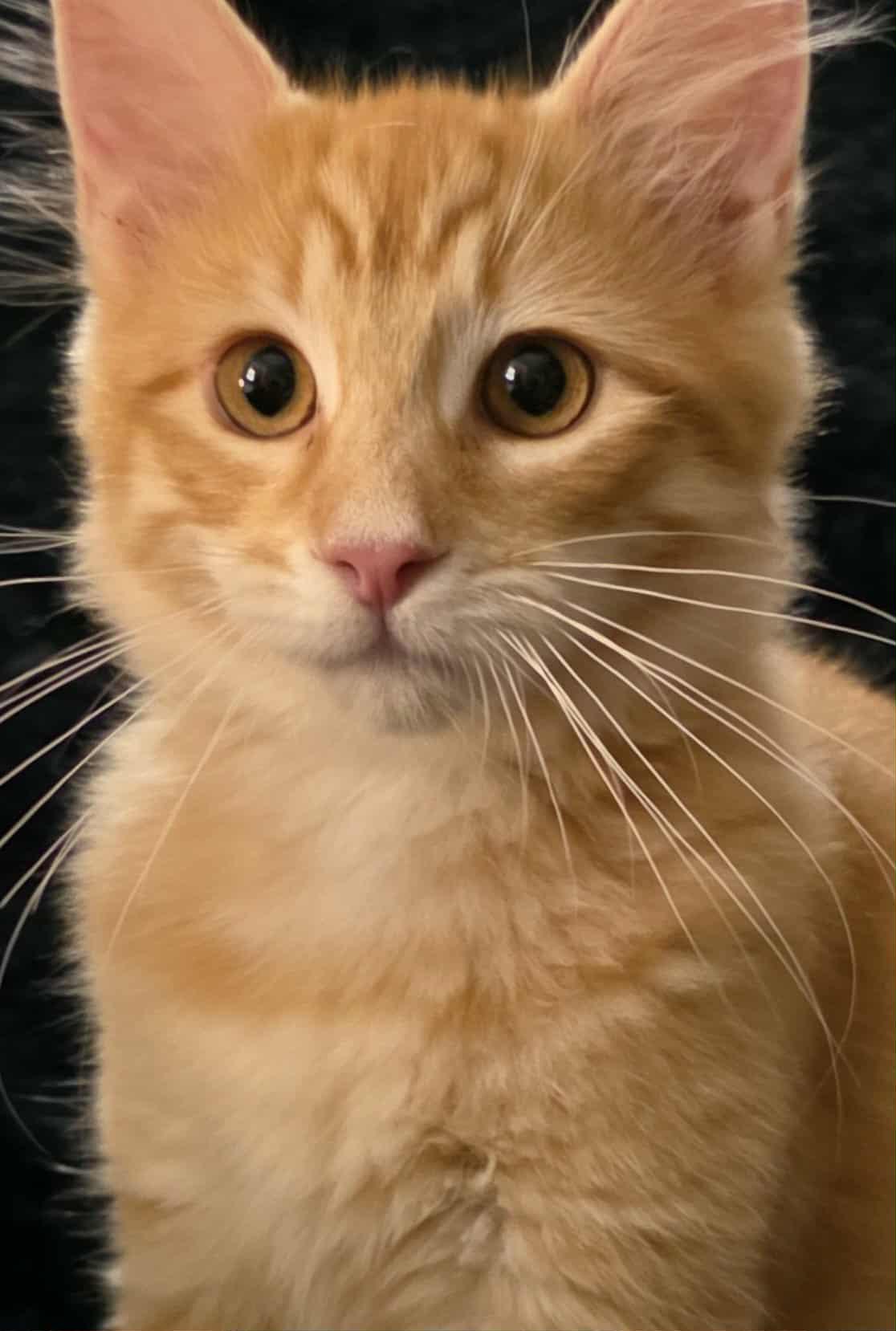 Enlarge Kapow, a Adopted mixed breed in Brentwood, CA image 6/6