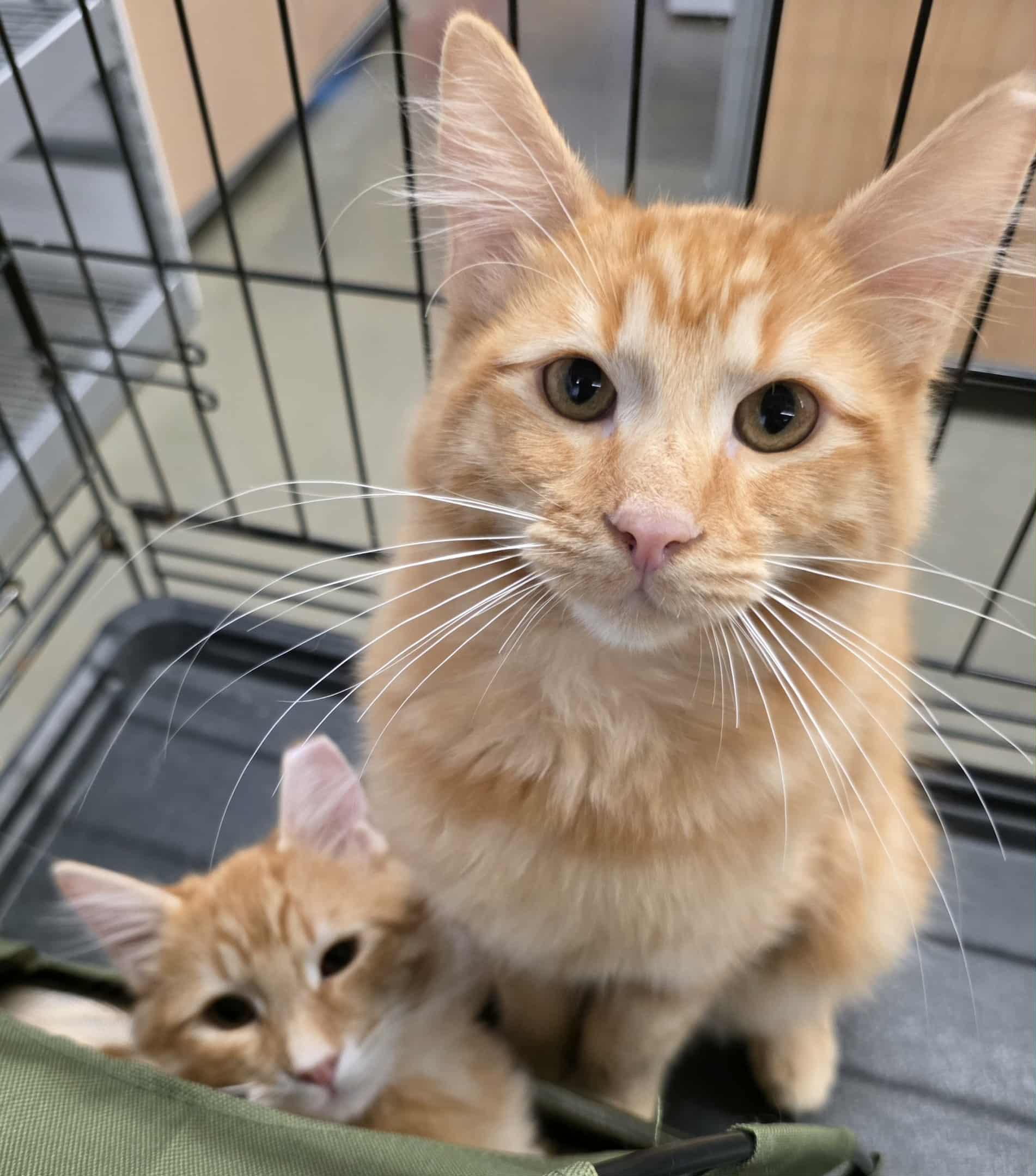 Kapow, Adopted, Kitten Male Domestic Medium Hair & Maine Coon.