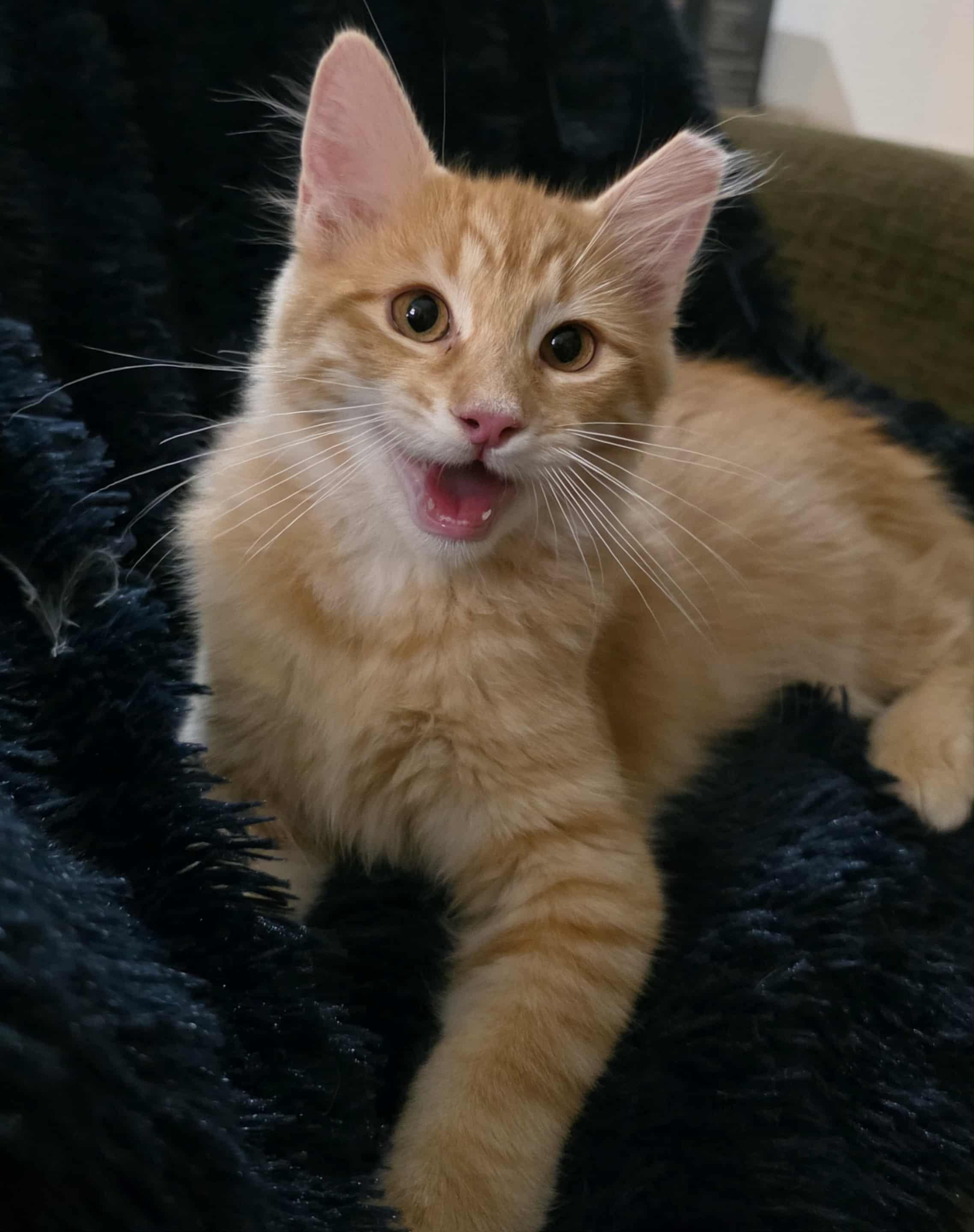 Enlarge Kapow, a Adopted mixed breed in Brentwood, CA image 3/6