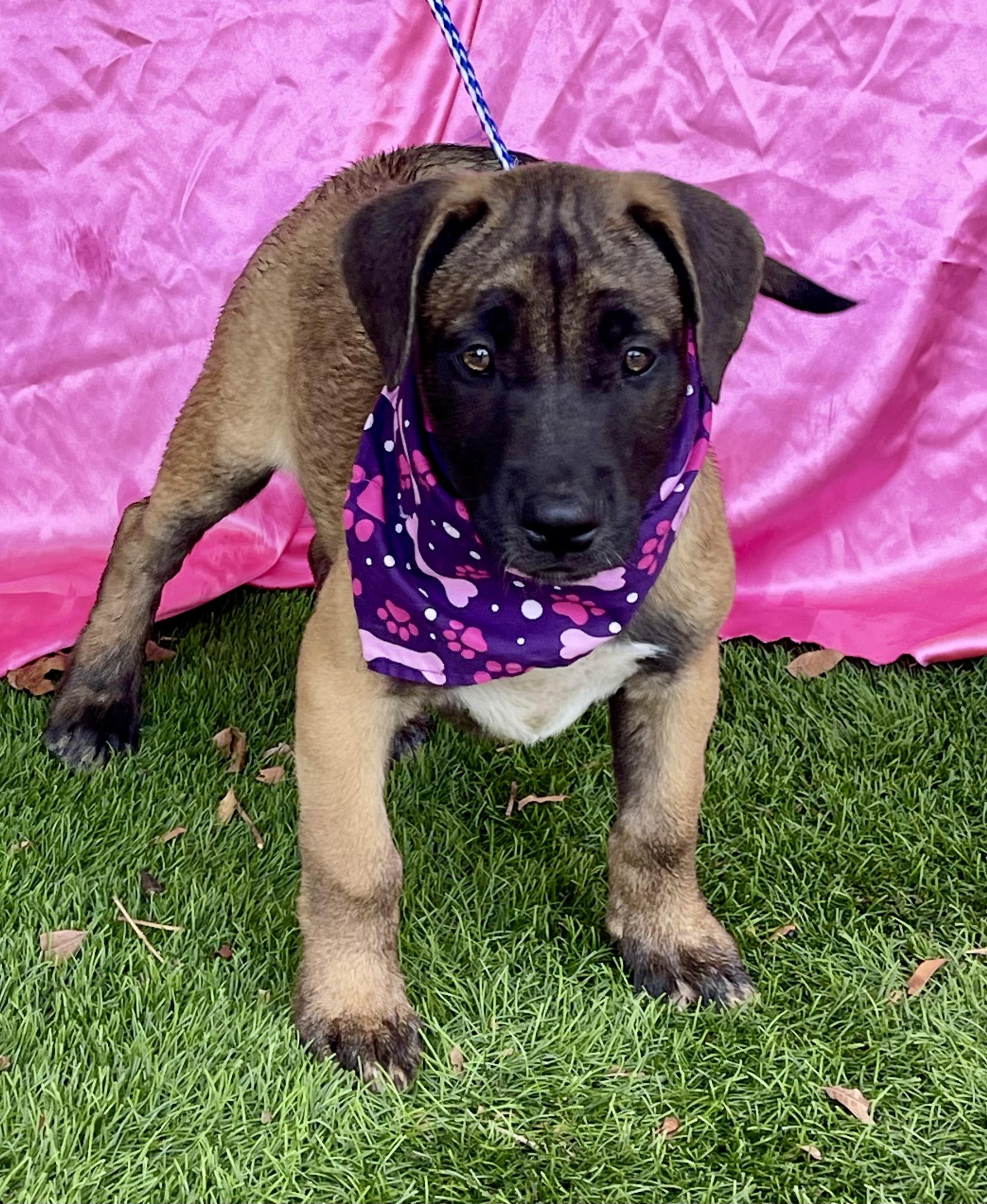 Enlarge BROWNIE, a Adoptable mixed breed in Rowland Heights, CA image 2/3
