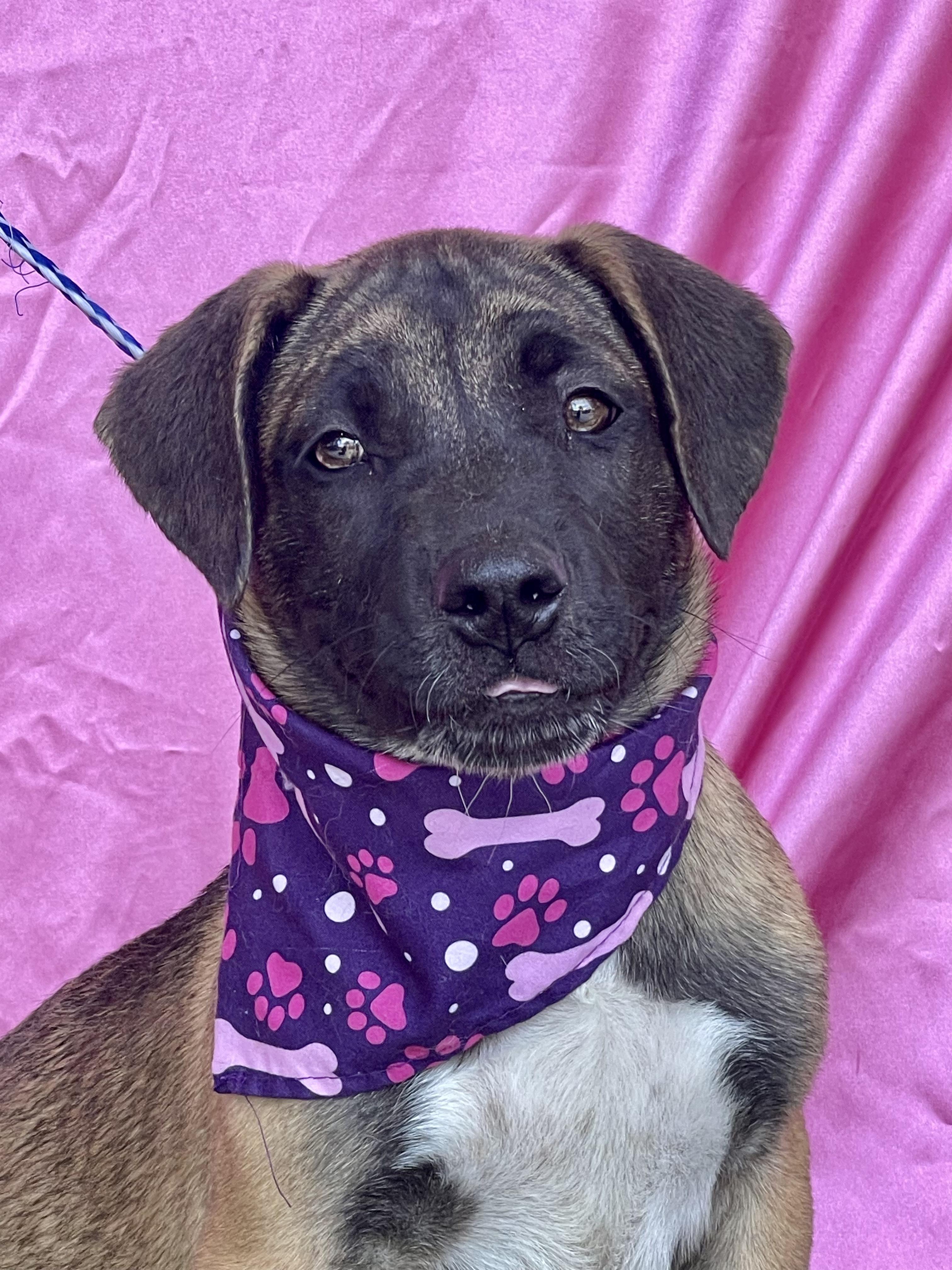 BROWNIE, Adoptable, Puppy Female Shepherd & Mixed Breed.