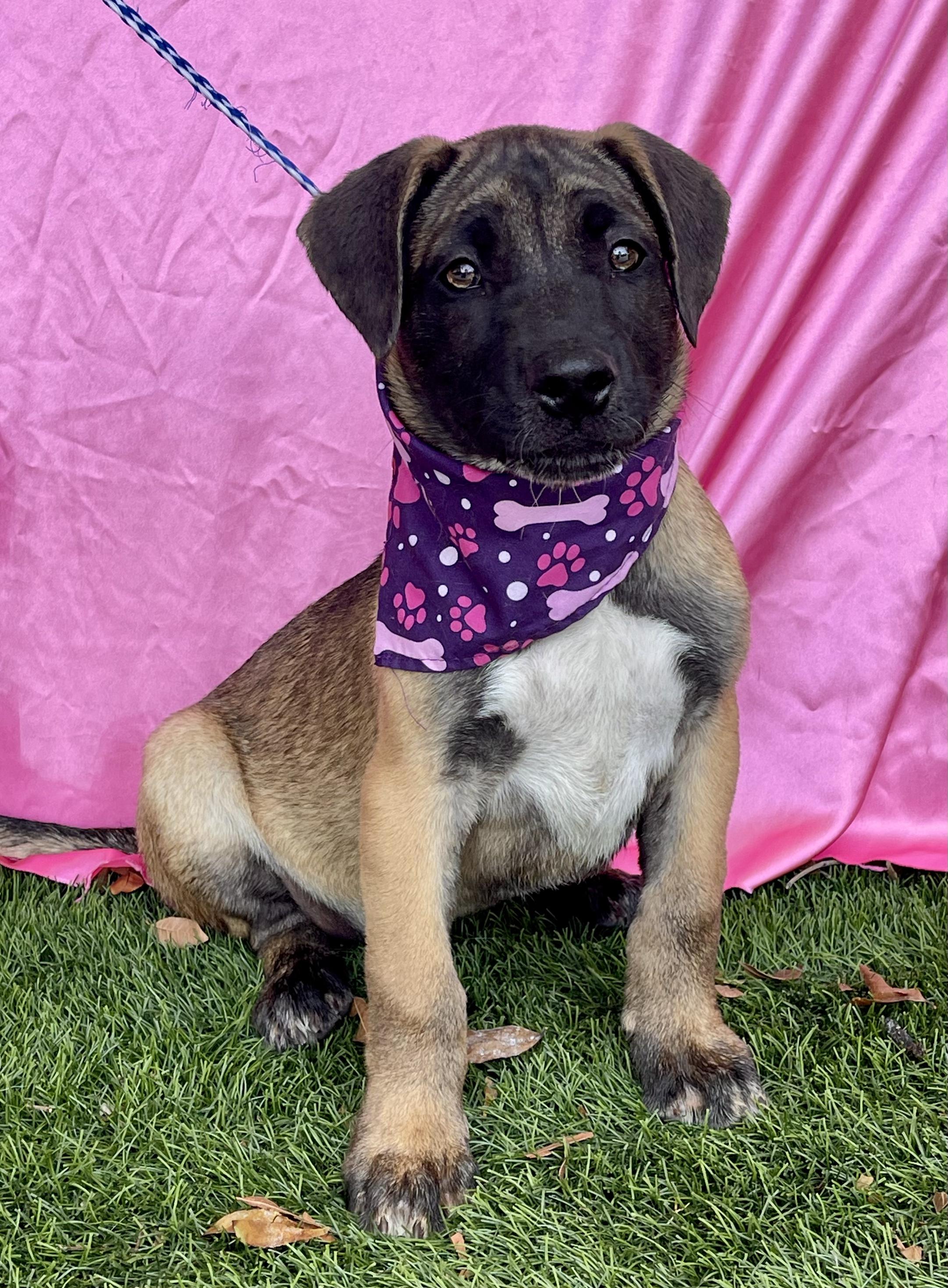Enlarge BROWNIE, a Adoptable mixed breed in Rowland Heights, CA image 3/3