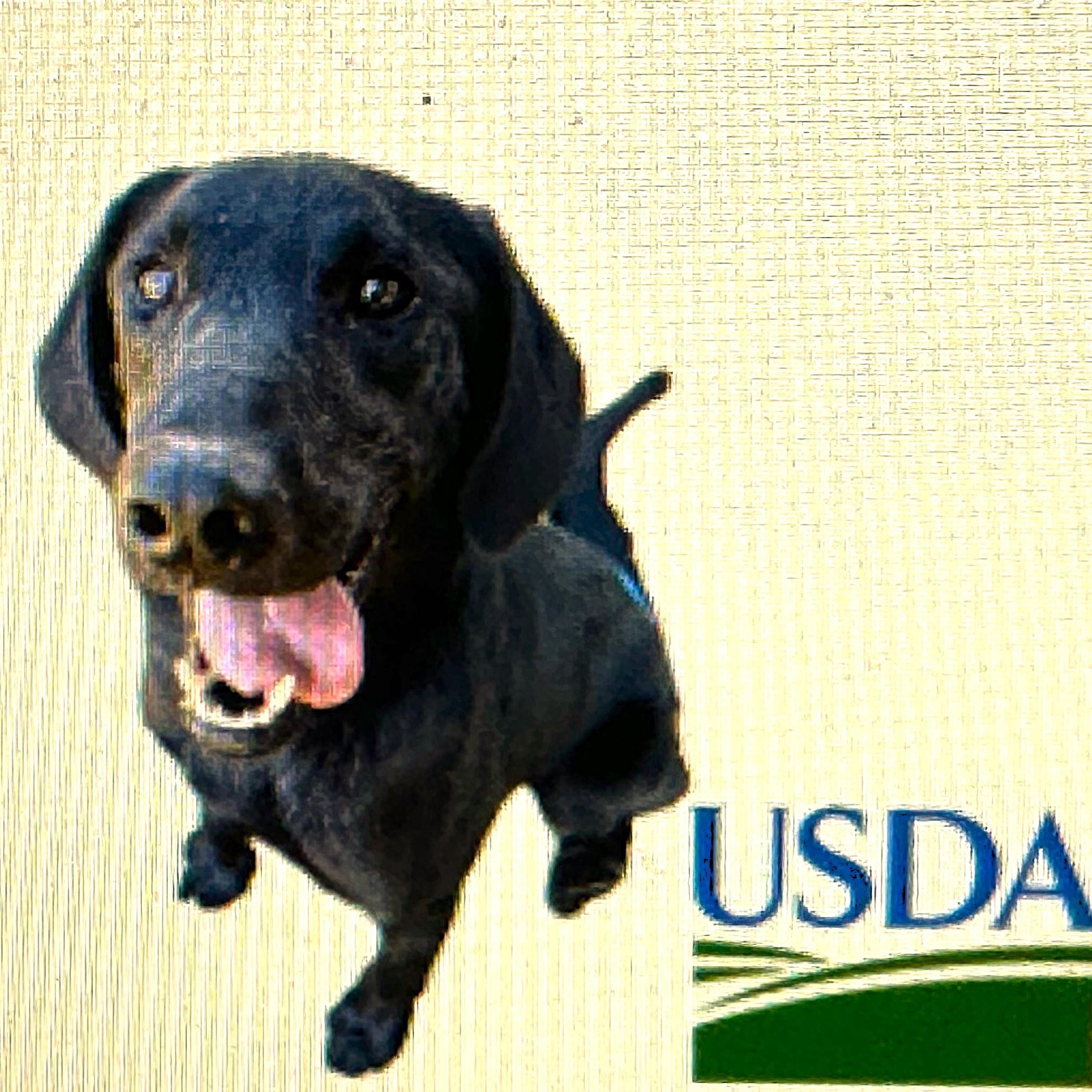 Enlarge Labrador, a Adoptable mixed breed in Newnan, GA image 1/3