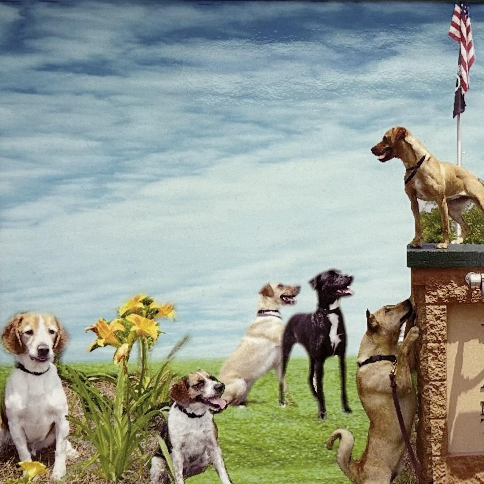 Enlarge Labrador, a Adoptable mixed breed in Newnan, GA image 2/3